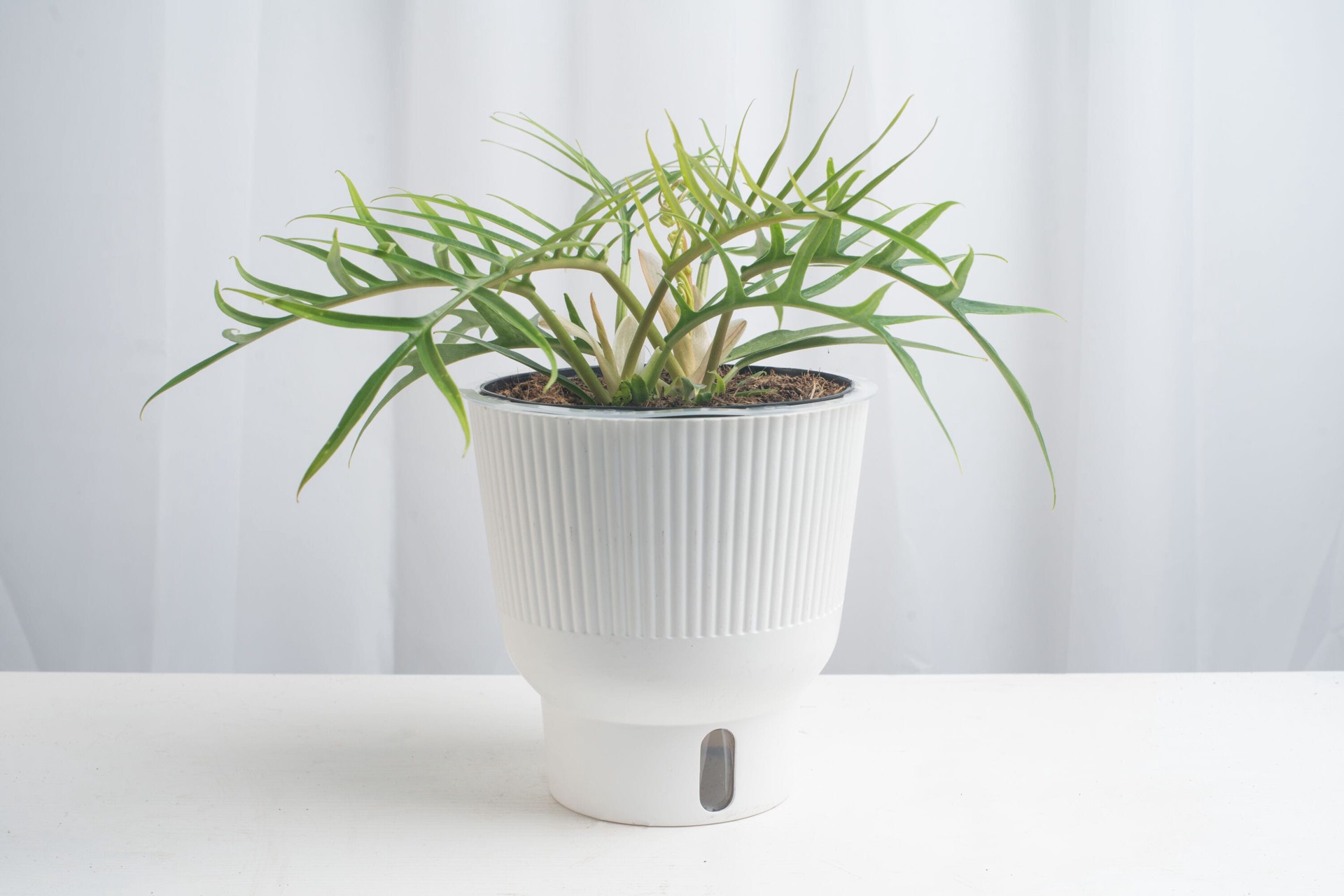 slide 4 of 6, Costa Farms Trending Tropicals Philodendron House plant in 1.4 Quart(s) Self-watering pot 1 -Pack, 1 ct