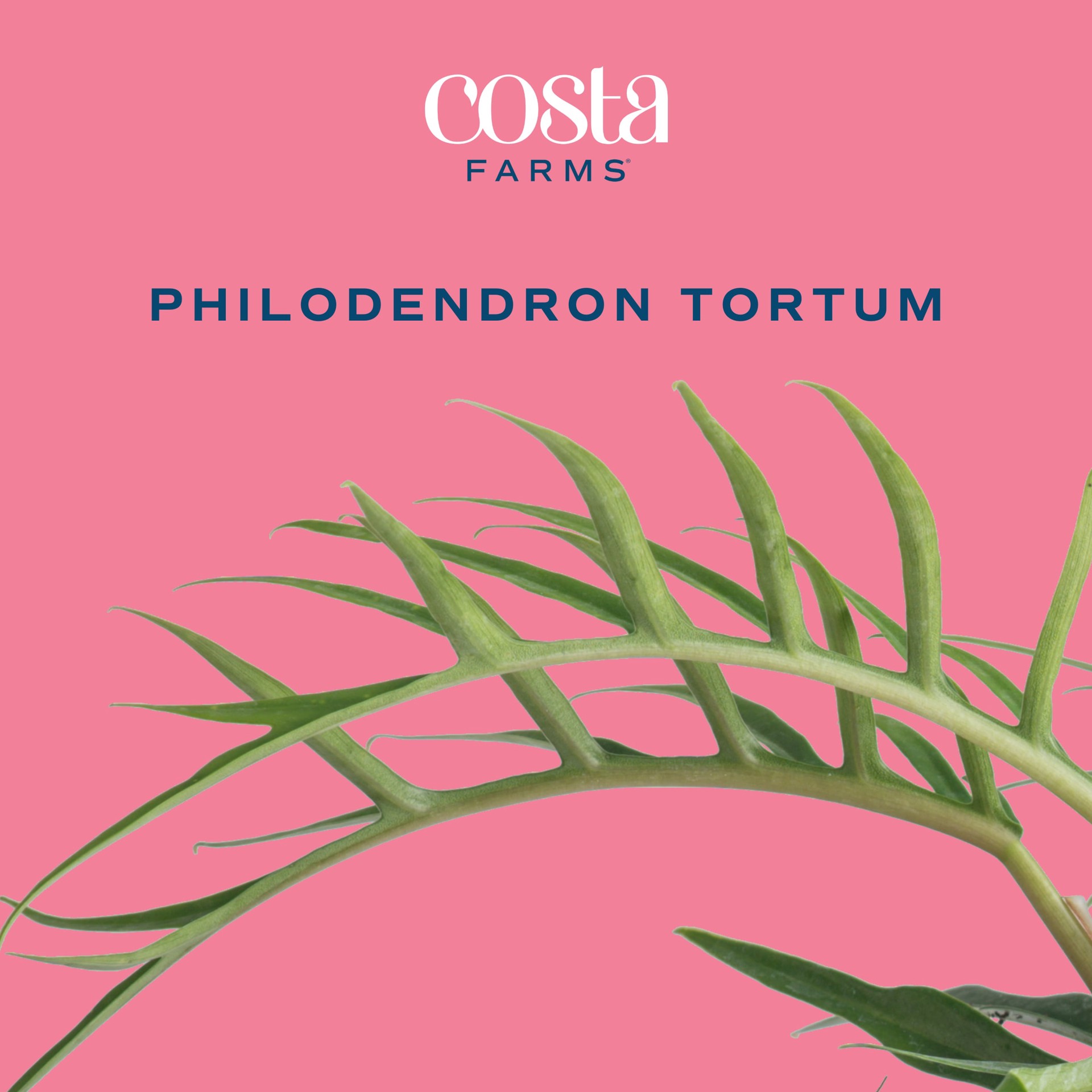 slide 5 of 6, Costa Farms Trending Tropicals Philodendron House plant in 1.4 Quart(s) Self-watering pot 1 -Pack, 1 ct