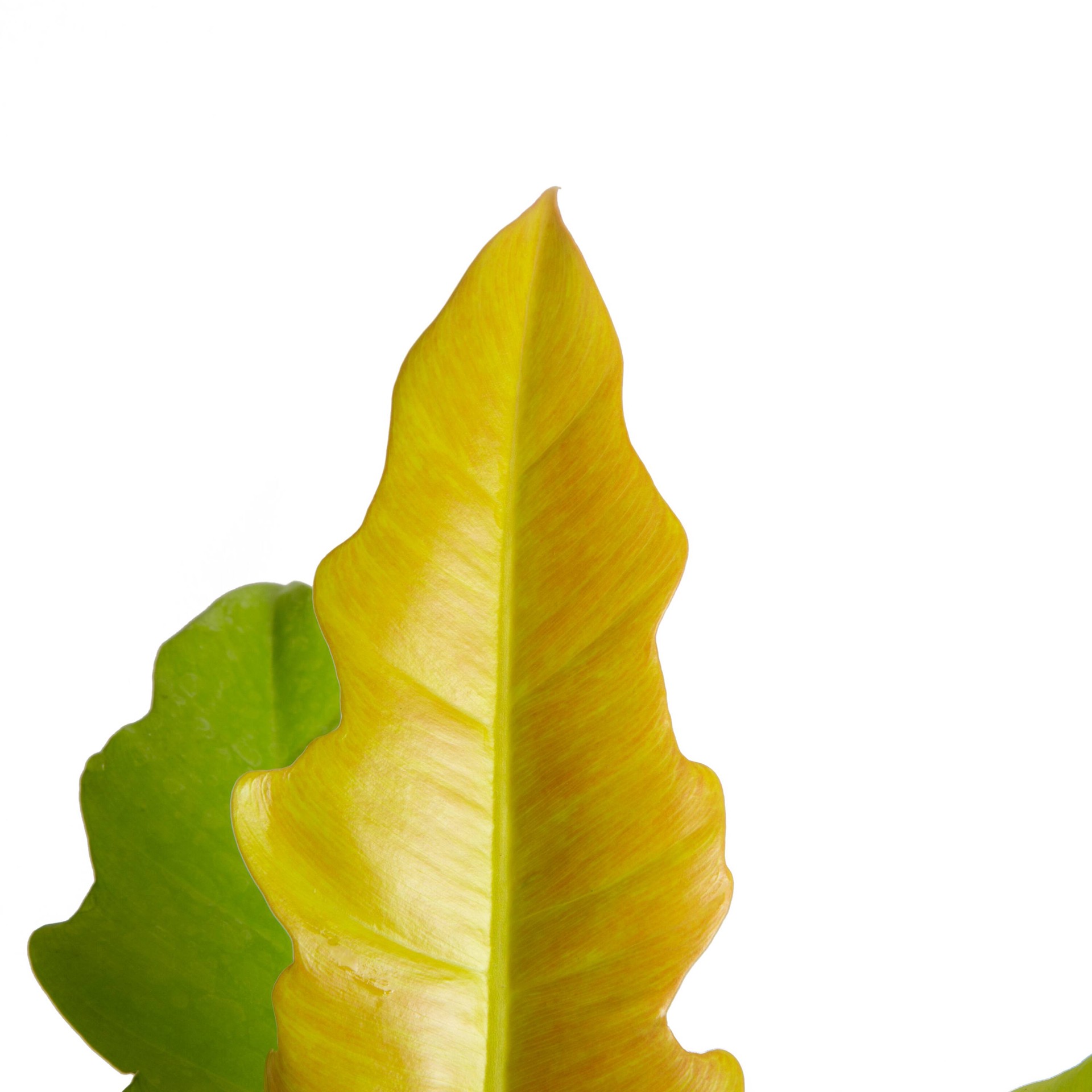 slide 2 of 6, Costa Farms Trending Tropicals Philodendron House plant in 1.4 Quart(s) Self-watering pot 1 -Pack, 1 ct