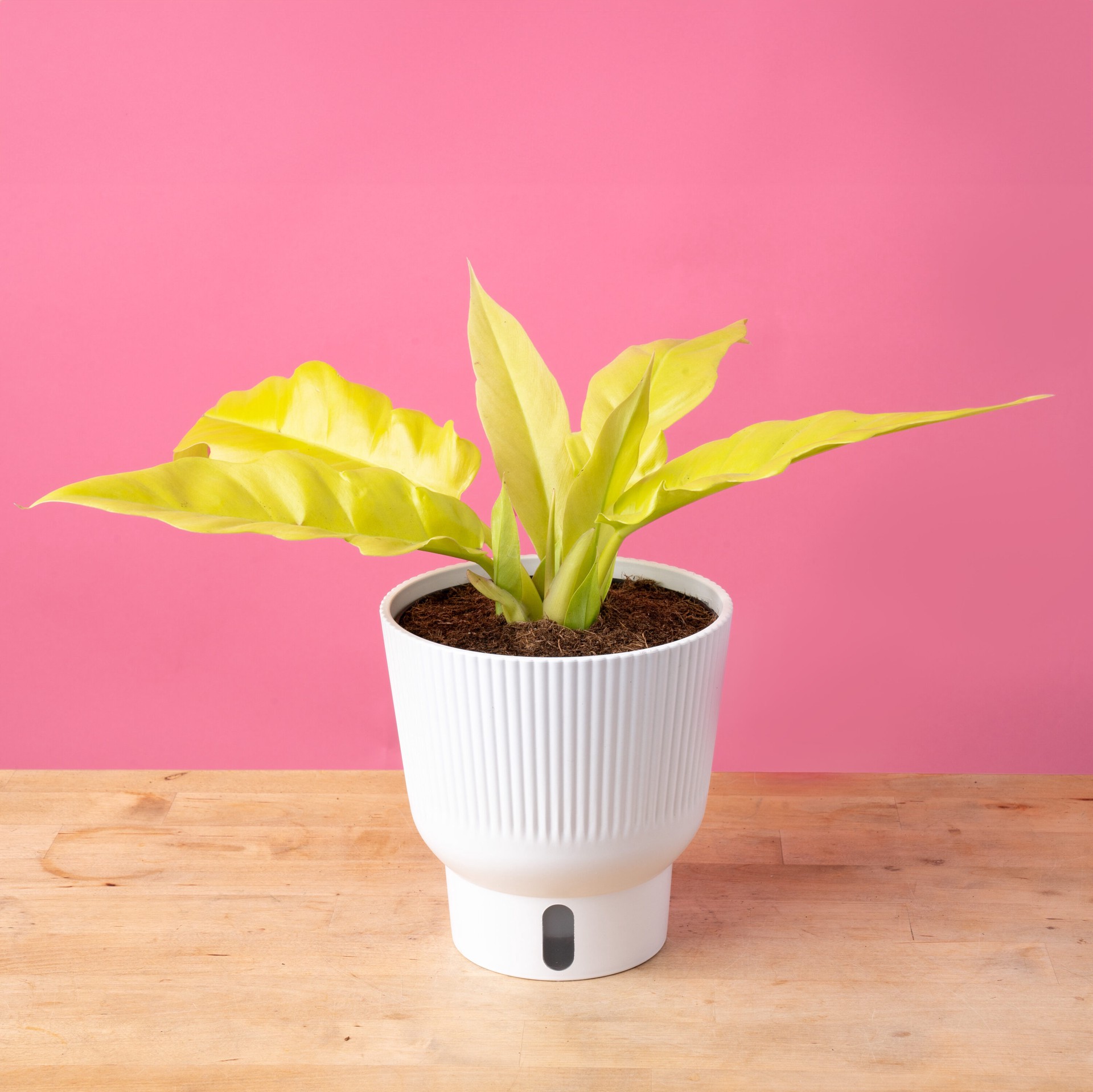 slide 3 of 6, Costa Farms Trending Tropicals Philodendron House plant in 1.4 Quart(s) Self-watering pot 1 -Pack, 1 ct