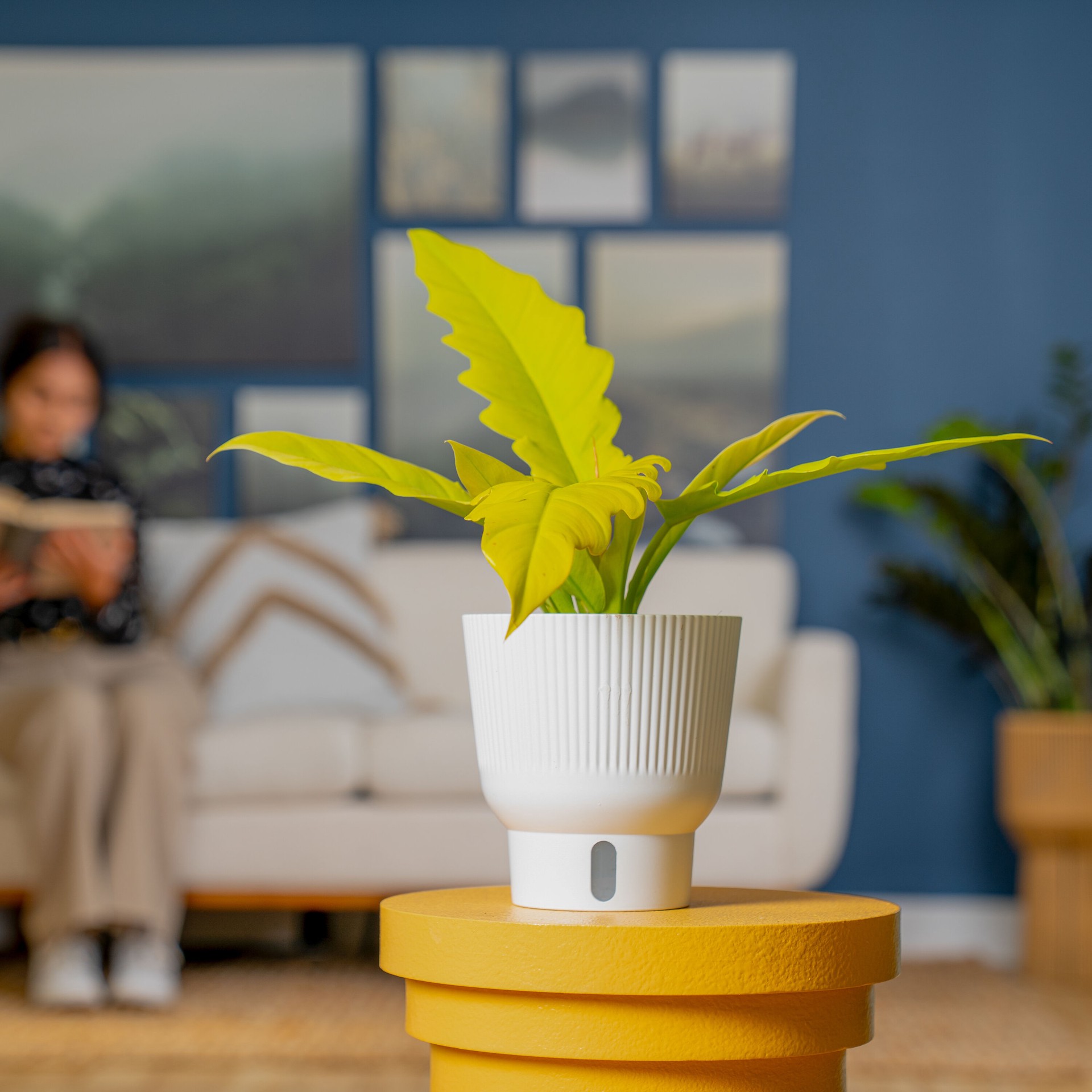 slide 4 of 6, Costa Farms Trending Tropicals Philodendron House plant in 1.4 Quart(s) Self-watering pot 1 -Pack, 1 ct