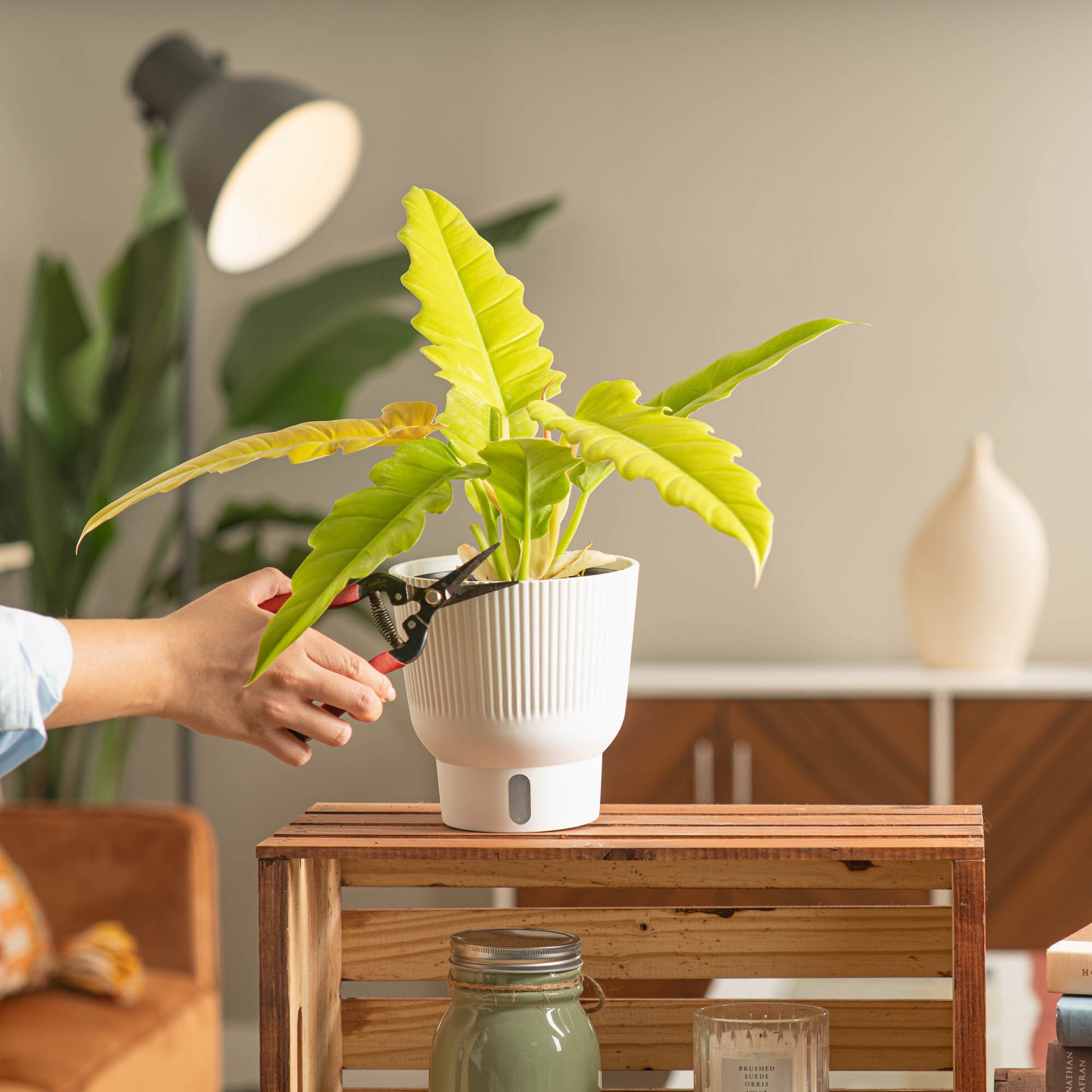 slide 5 of 6, Costa Farms Trending Tropicals Philodendron House plant in 1.4 Quart(s) Self-watering pot 1 -Pack, 1 ct