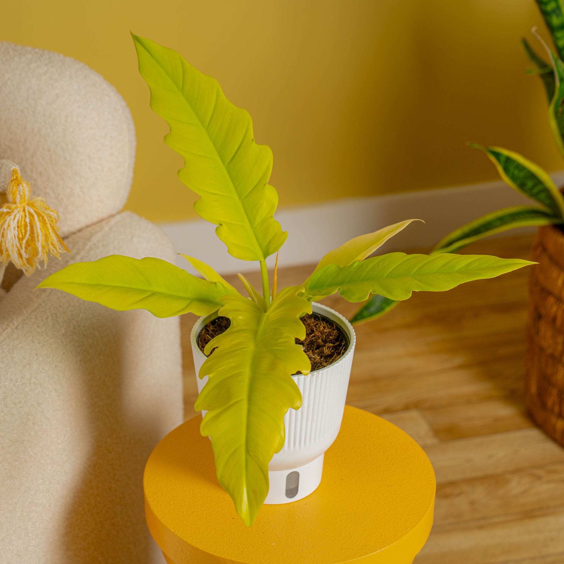 slide 6 of 6, Costa Farms Trending Tropicals Philodendron House plant in 1.4 Quart(s) Self-watering pot 1 -Pack, 1 ct