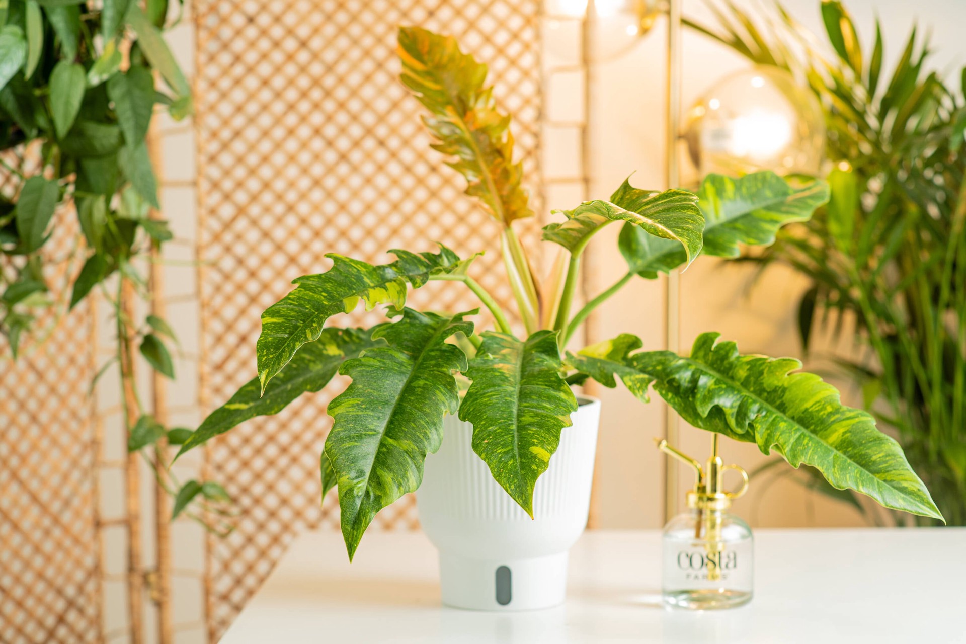 slide 4 of 6, Costa Farms Trending Tropicals Philodendron House plant in 1.4 Quart(s) Self-watering pot 1 -Pack, 1 ct