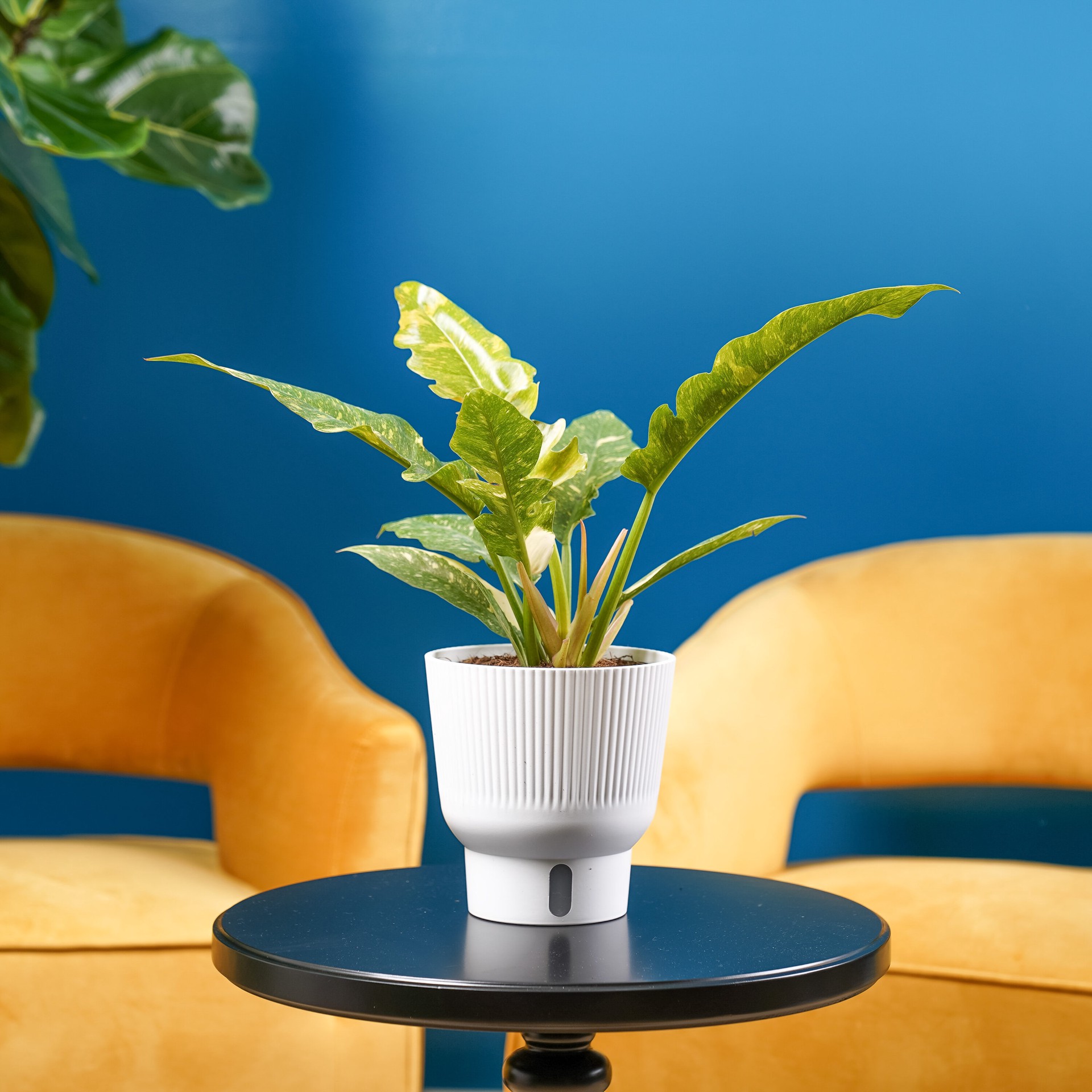 slide 5 of 6, Costa Farms Trending Tropicals Philodendron House plant in 1.4 Quart(s) Self-watering pot 1 -Pack, 1 ct