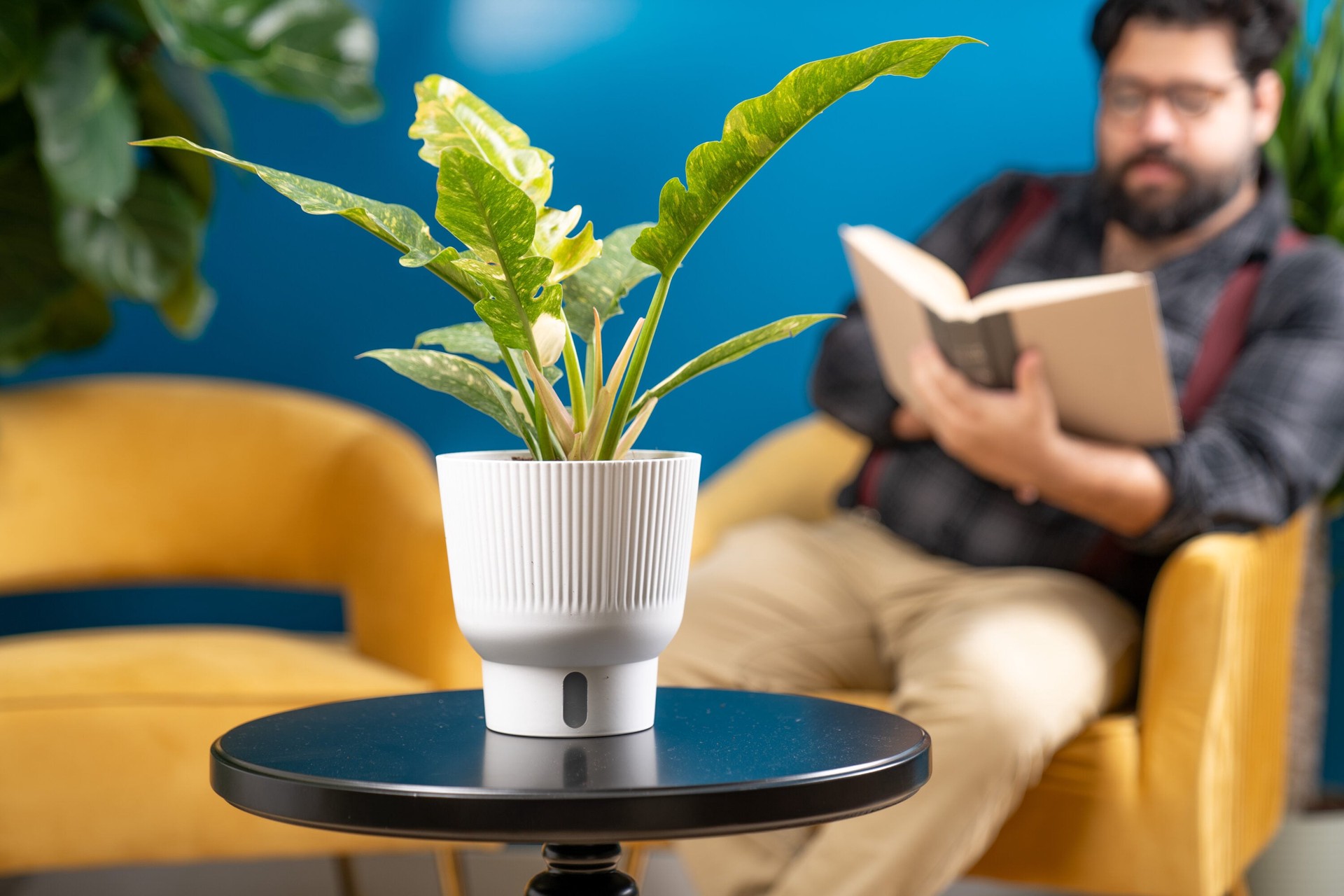 slide 6 of 6, Costa Farms Trending Tropicals Philodendron House plant in 1.4 Quart(s) Self-watering pot 1 -Pack, 1 ct