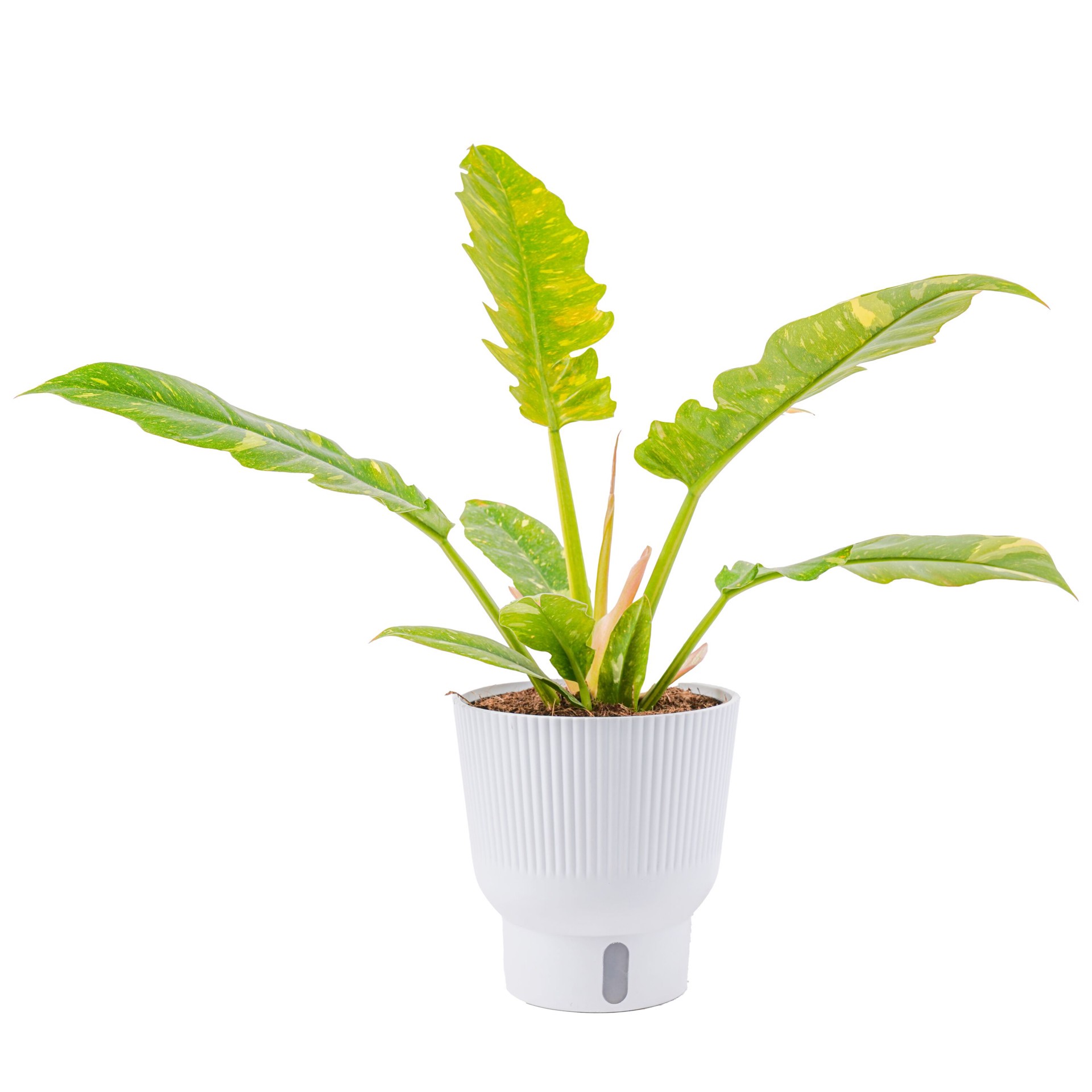 slide 1 of 6, Costa Farms Trending Tropicals Philodendron House plant in 1.4 Quart(s) Self-watering pot 1 -Pack, 1 ct