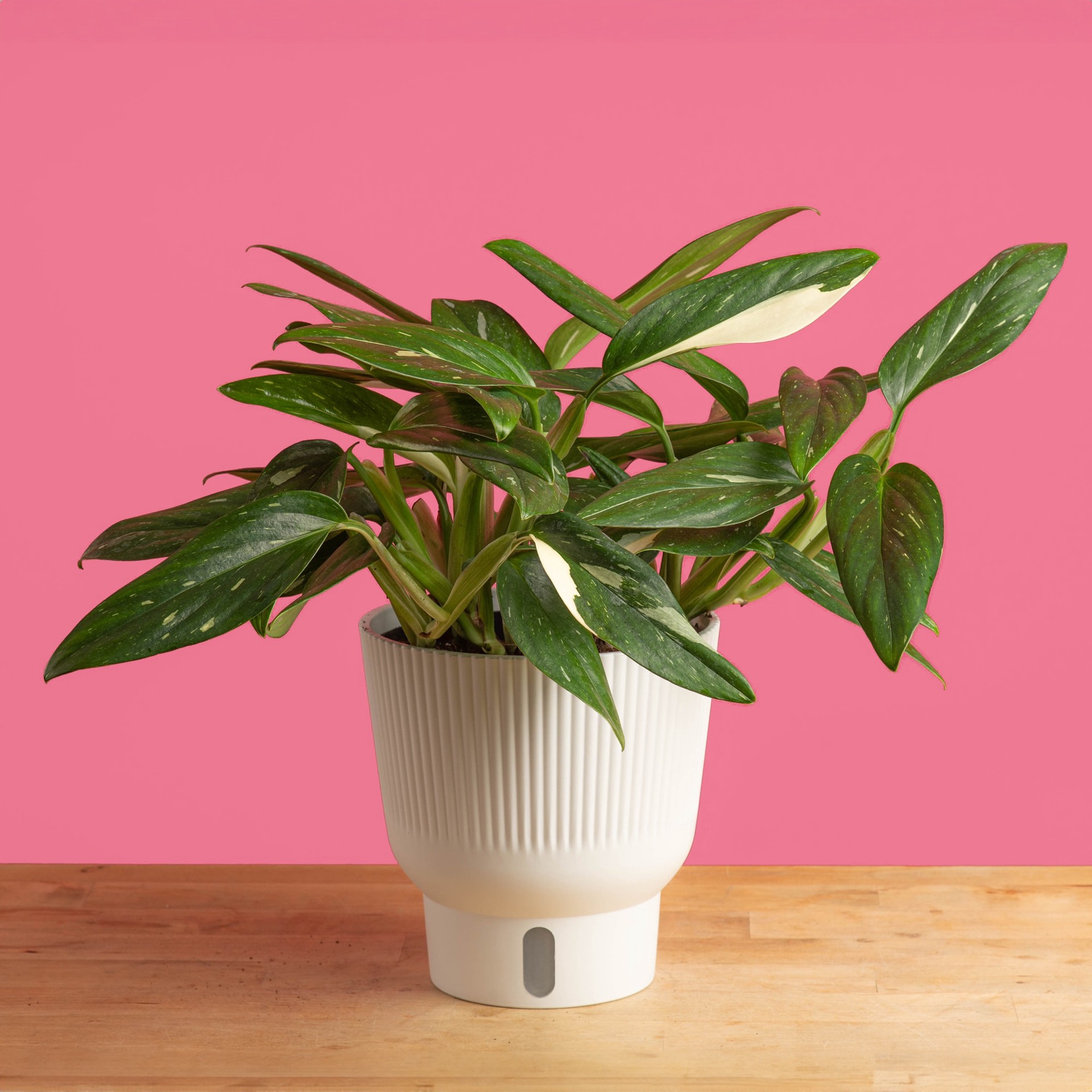 slide 3 of 6, Costa Farms Trending Tropicals Asstd. Monstera House plant in 1.4 Quart(s) Self-watering pot 1 -Pack, 1 ct