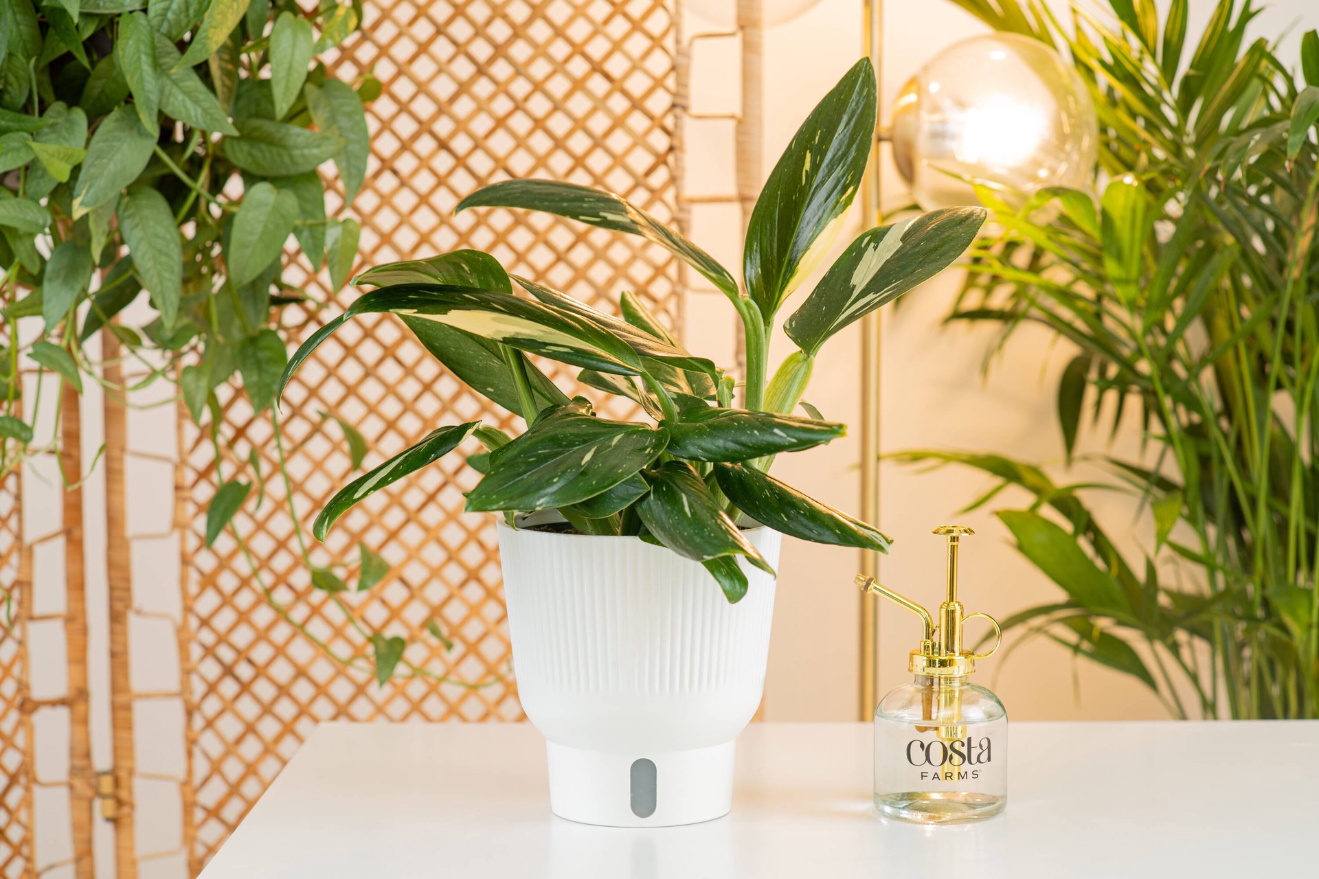 slide 4 of 6, Costa Farms Trending Tropicals Asstd. Monstera House plant in 1.4 Quart(s) Self-watering pot 1 -Pack, 1 ct