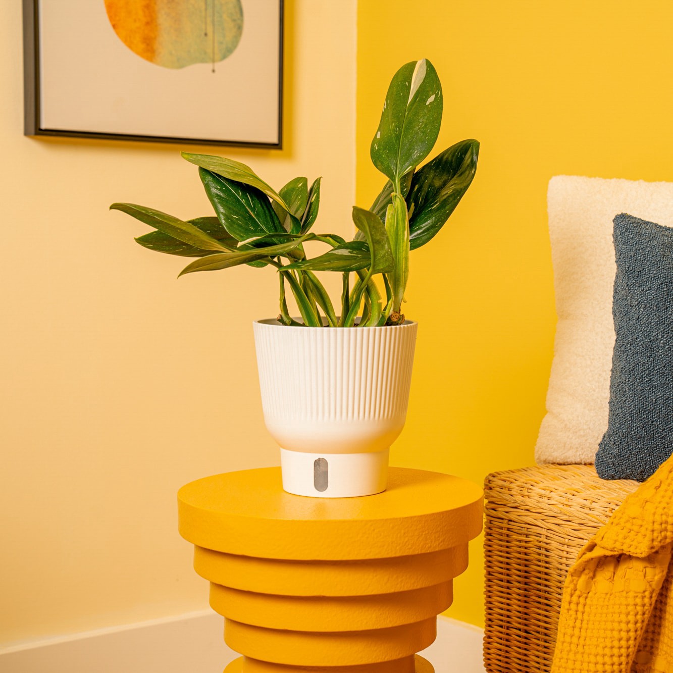 slide 5 of 6, Costa Farms Trending Tropicals Asstd. Monstera House plant in 1.4 Quart(s) Self-watering pot 1 -Pack, 1 ct