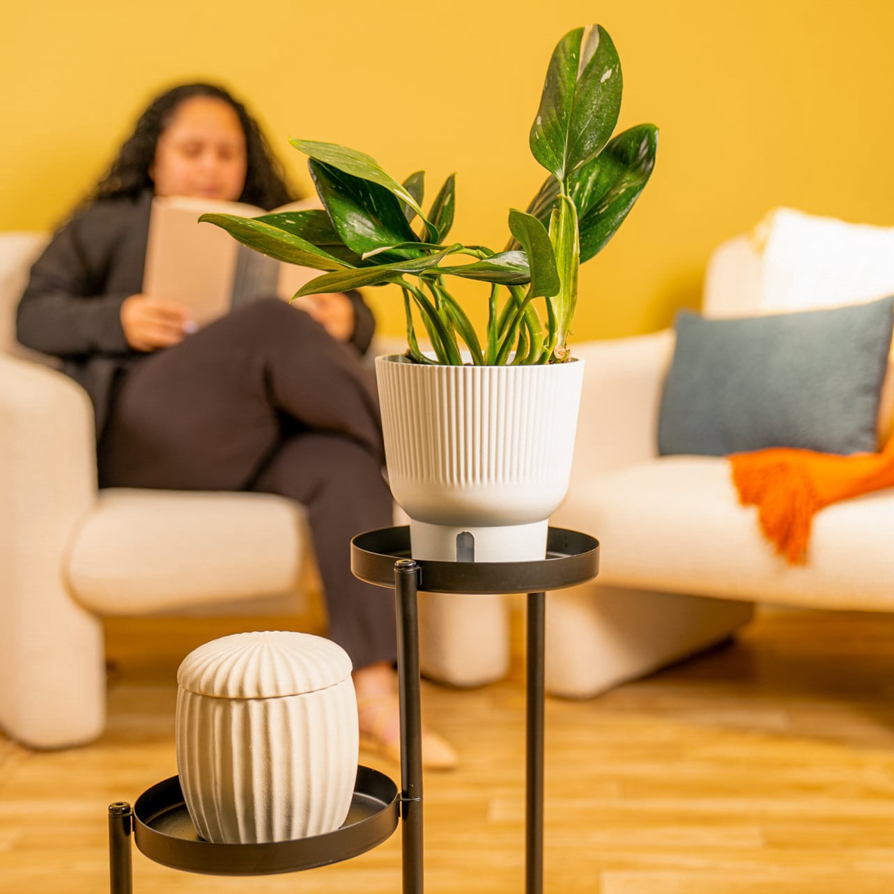 slide 6 of 6, Costa Farms Trending Tropicals Asstd. Monstera House plant in 1.4 Quart(s) Self-watering pot 1 -Pack, 1 ct