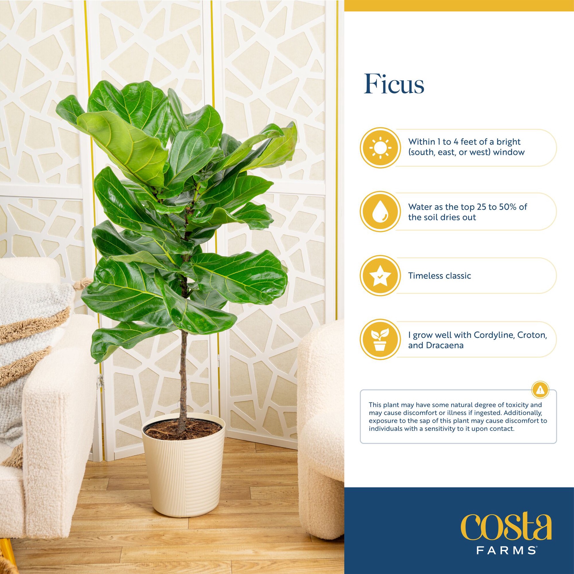 slide 6 of 6, Costa Farms Fig Tree House plant in 1.4 Quart(s) Self-watering pot 1 -Pack, 1 ct
