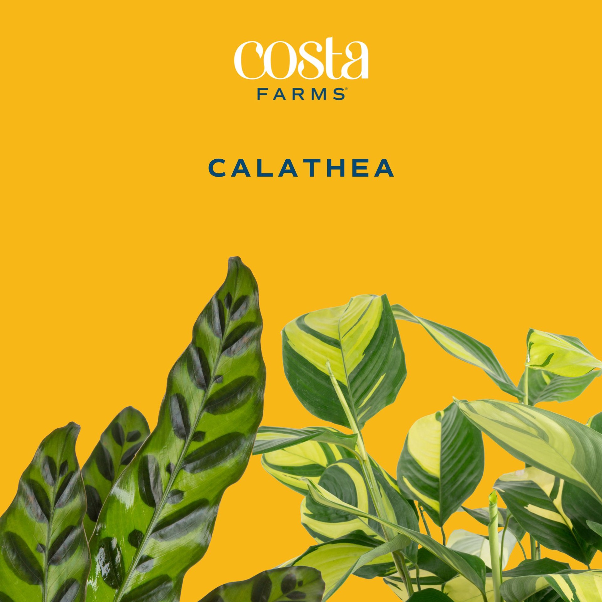 slide 2 of 6, Lowe's Calathea House plant in 2 Gallon(s) Pot 1 -Pack, 1 ct