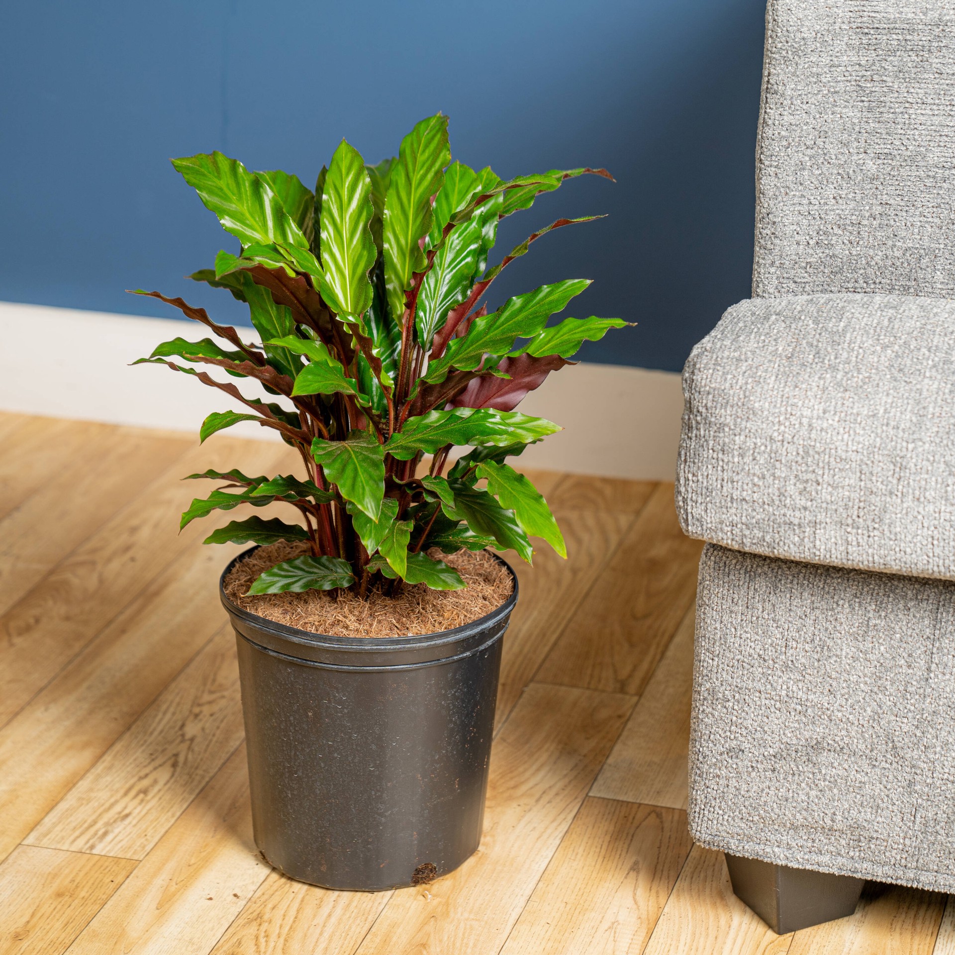 slide 3 of 6, Lowe's Calathea House plant in 2 Gallon(s) Pot 1 -Pack, 1 ct