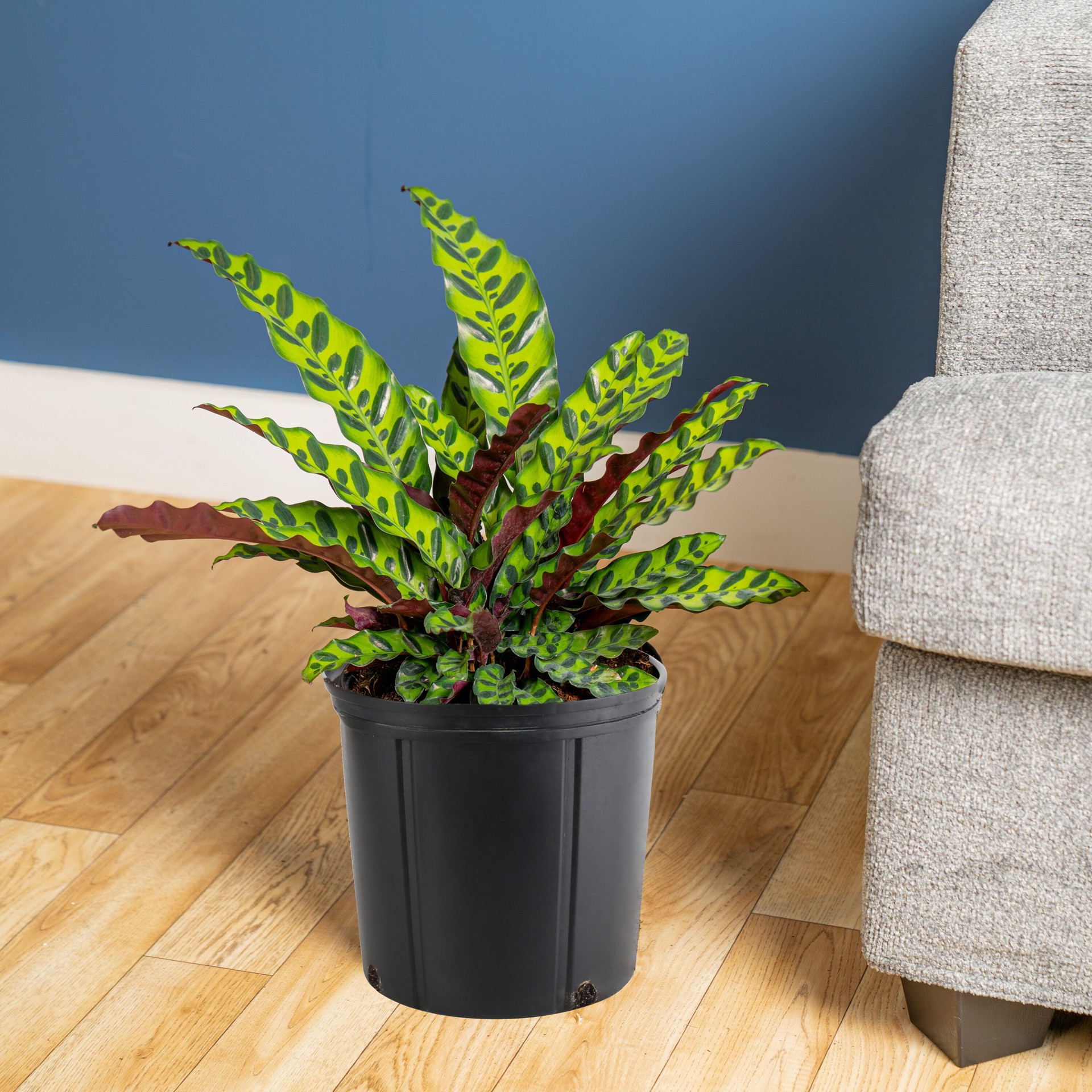 slide 4 of 6, Lowe's Calathea House plant in 2 Gallon(s) Pot 1 -Pack, 1 ct