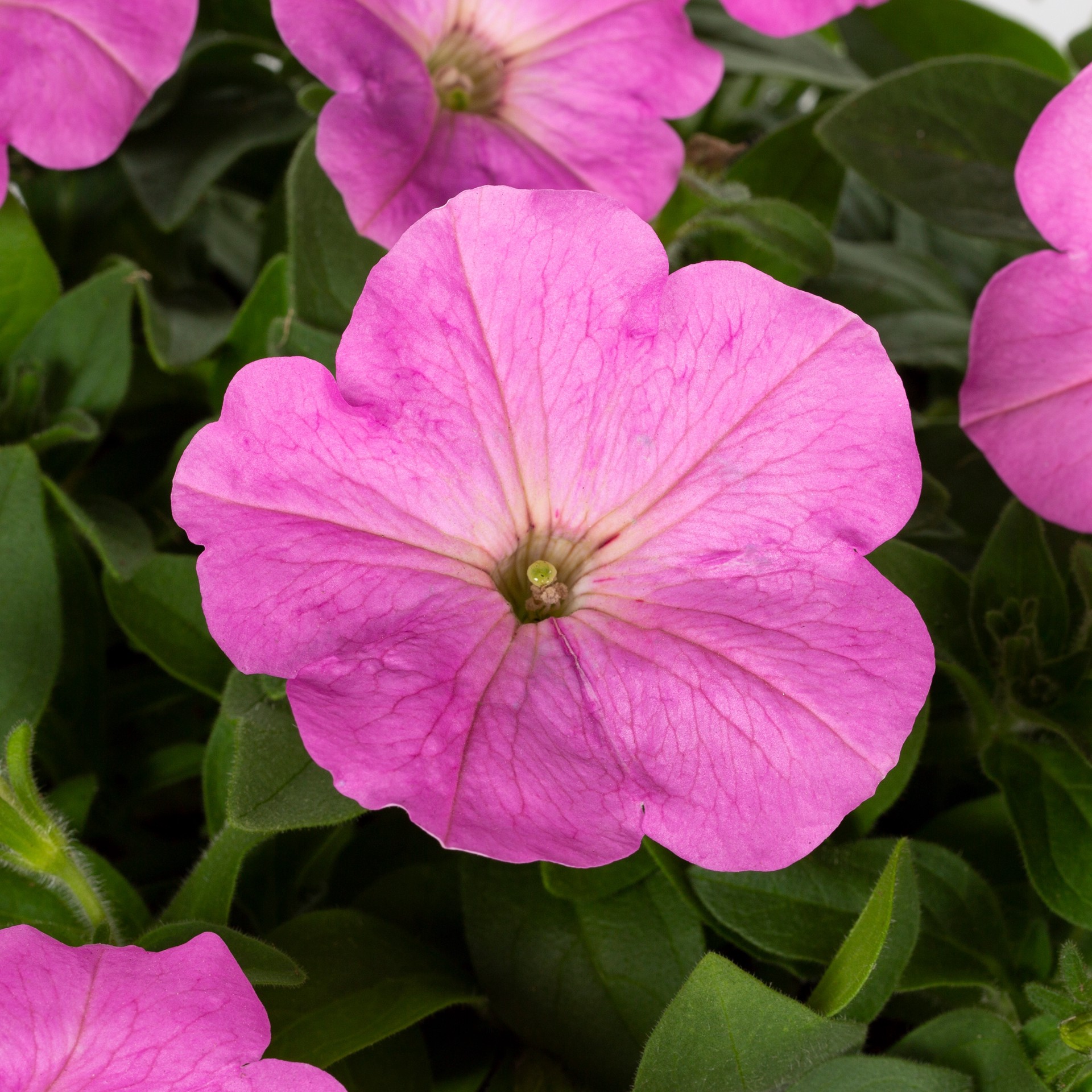 slide 2 of 4, Lowe's Multicolor Petunia in 1 Quart(s) Pot 1 -Pack, 1 ct