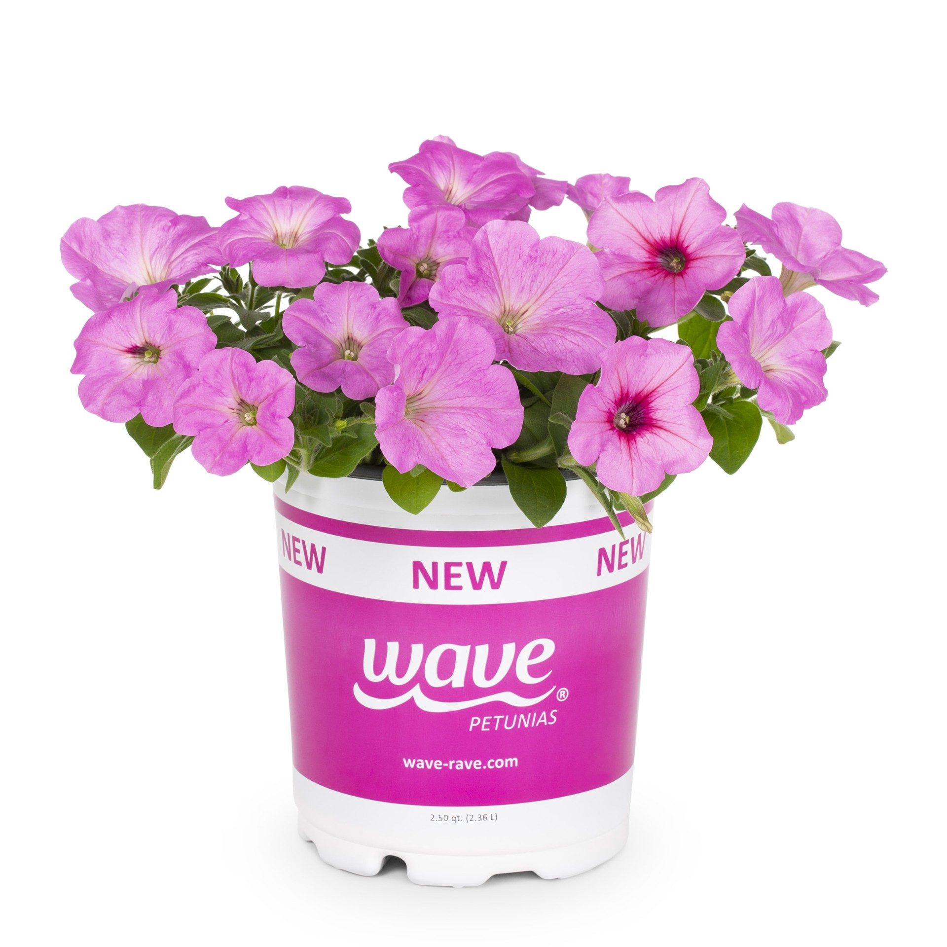 slide 1 of 4, Lowe's Multicolor Petunia in 1 Quart(s) Pot 1 -Pack, 1 ct