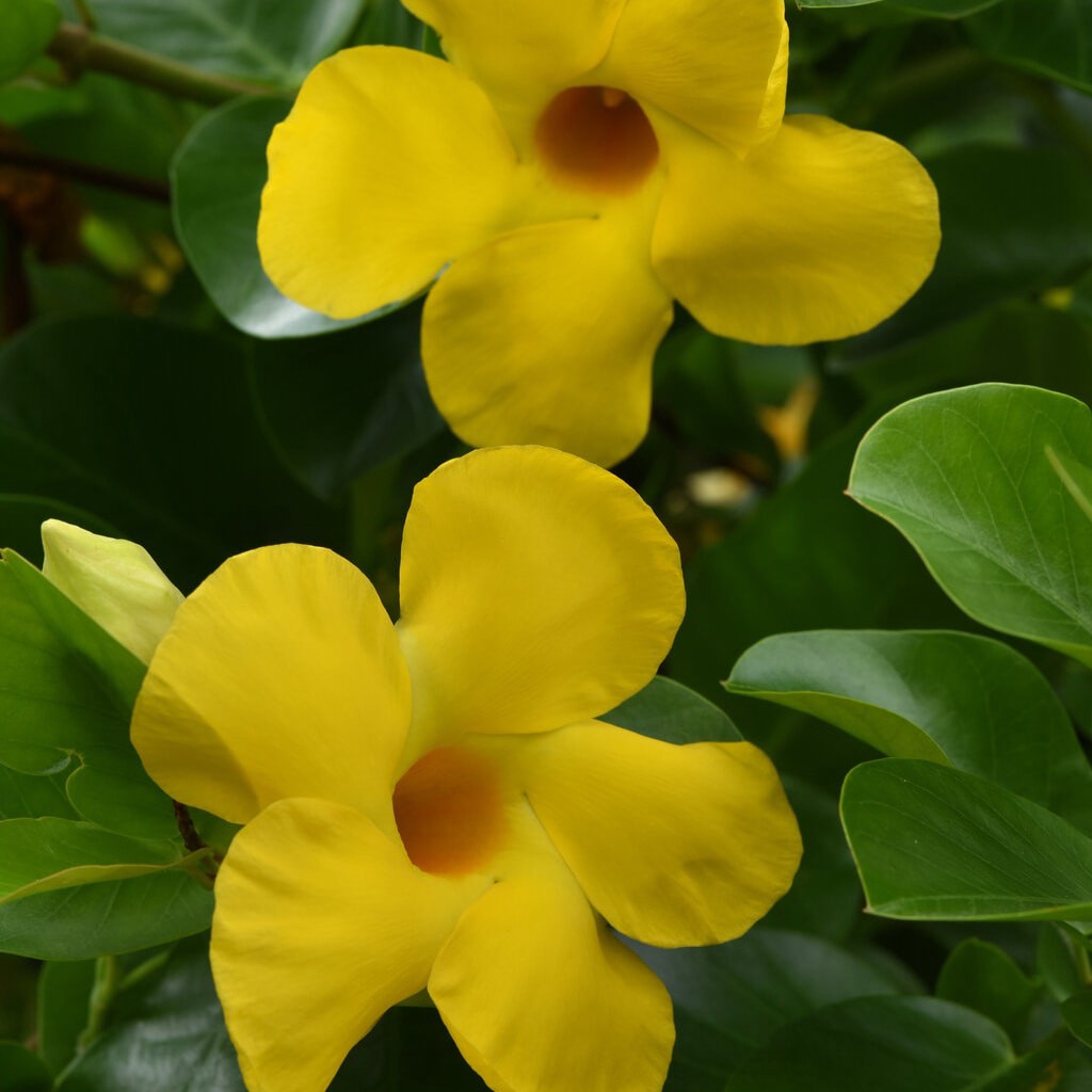 slide 2 of 4, Tropic Escape Mandevilla Flowering Shrub in 1.5 -Pint Pot 1.0 -Pack with Yellow Blooms, 1 ct