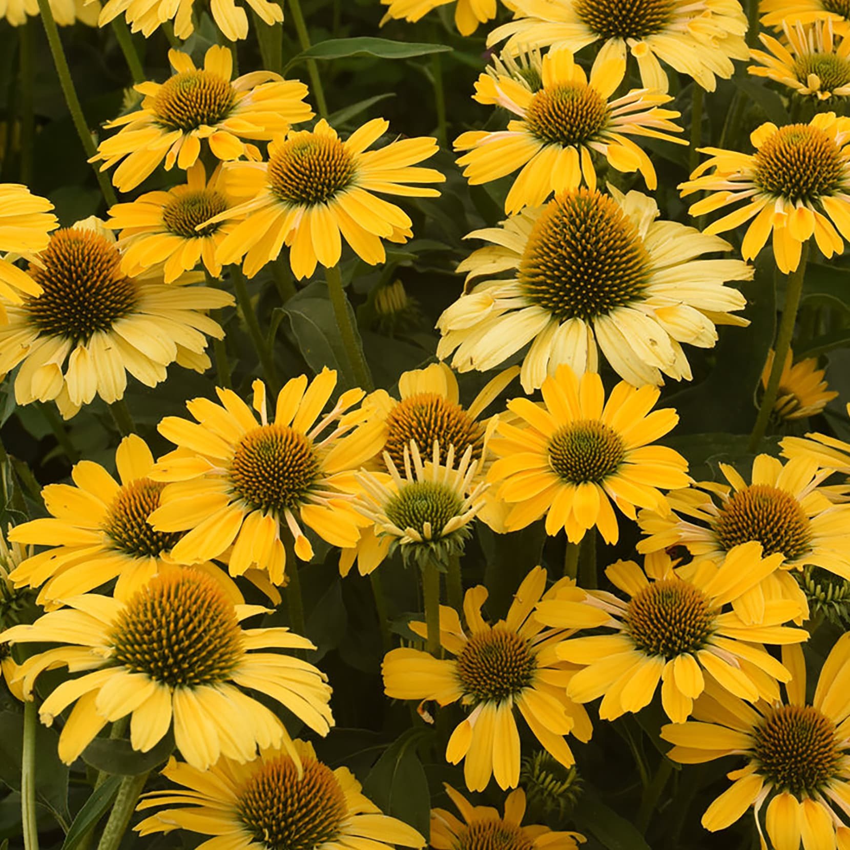 slide 2 of 4, Lowe's Multicolor Echinacea Plant in 2 -Quart Pot 1 -Pack, 1 ct