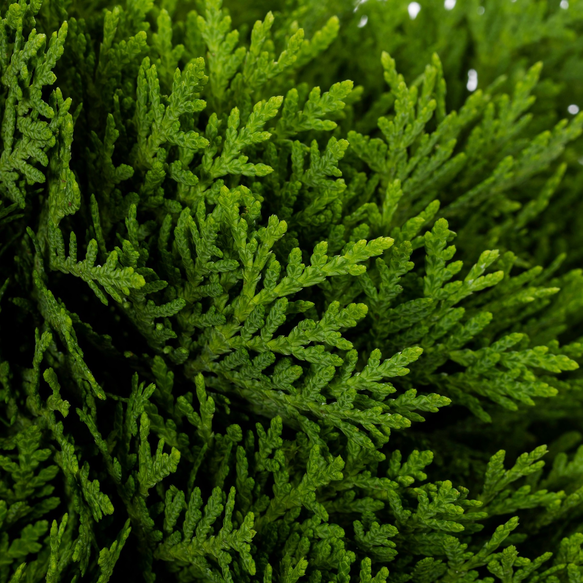 slide 2 of 4, Monrovia Spectre Arborvitae Screening Shrub in 2 -Gallon Pot 1 -Pack, 1 ct