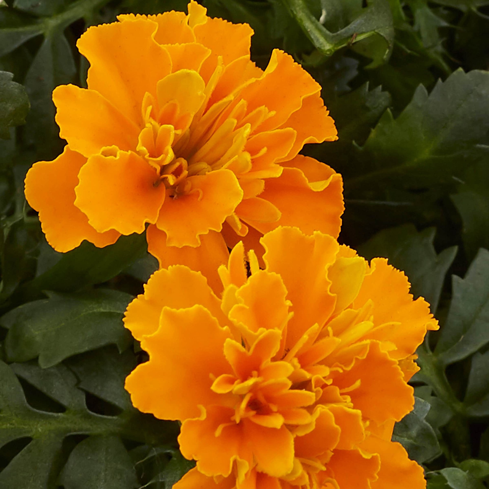 slide 2 of 4, Lowe's Orange Marigold in 6 -Pack Tray 6 -Pack, 1 ct