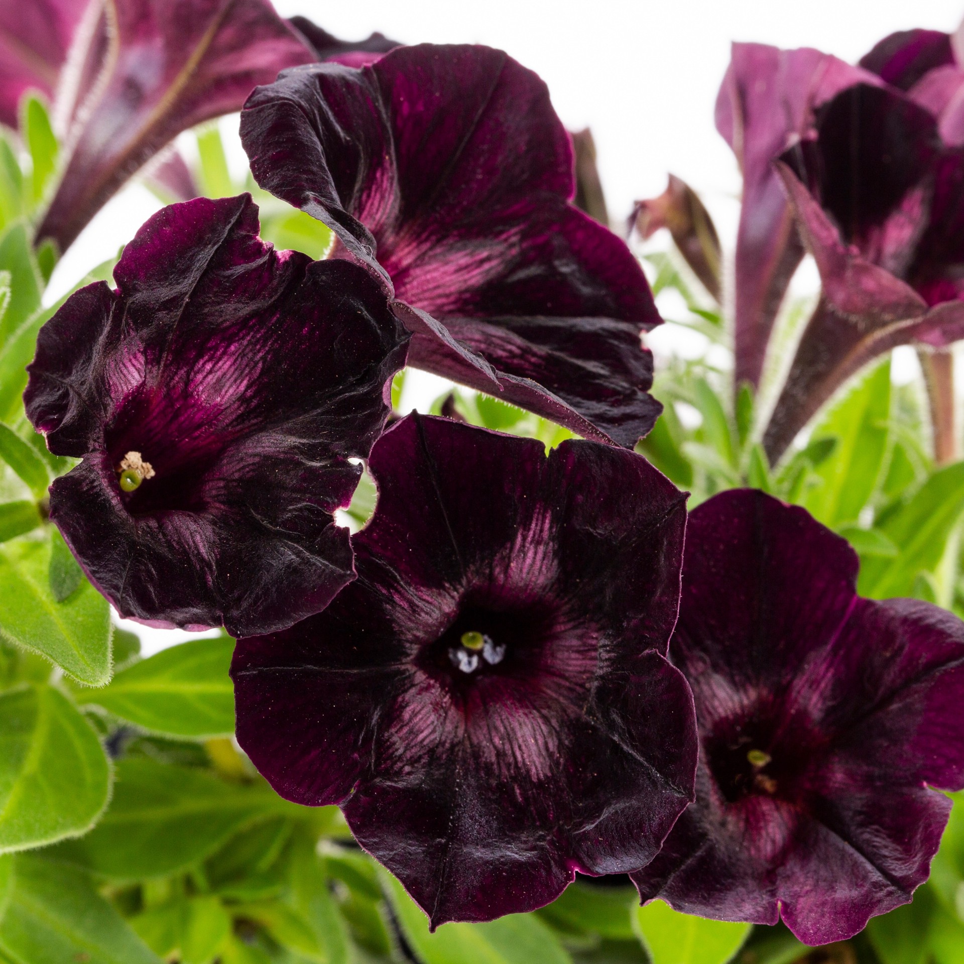 slide 2 of 4, Lowe's Purple Petunia in 6 -Pack Tray 6 -Pack, 1 ct