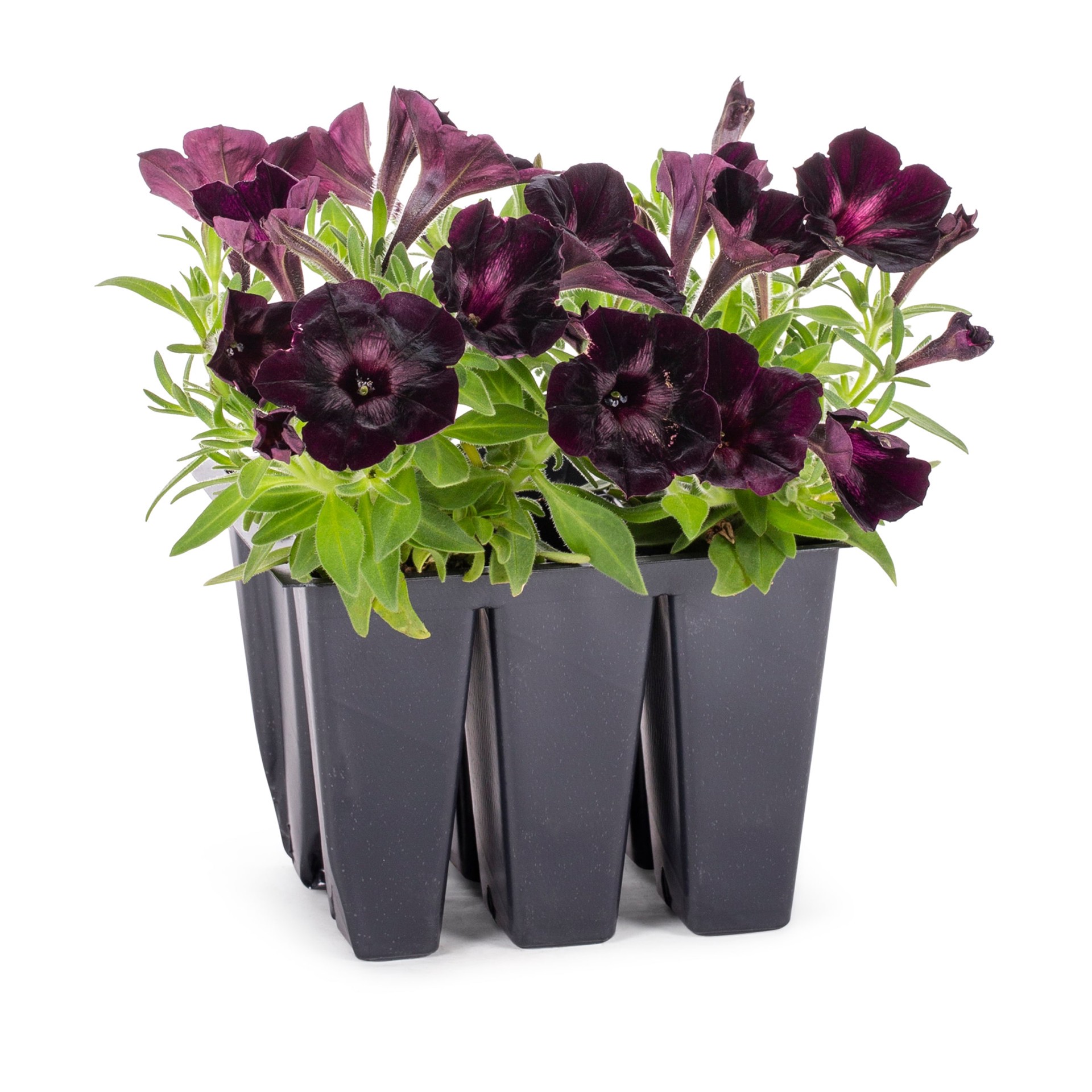 slide 1 of 4, Lowe's Purple Petunia in 6 -Pack Tray 6 -Pack, 1 ct