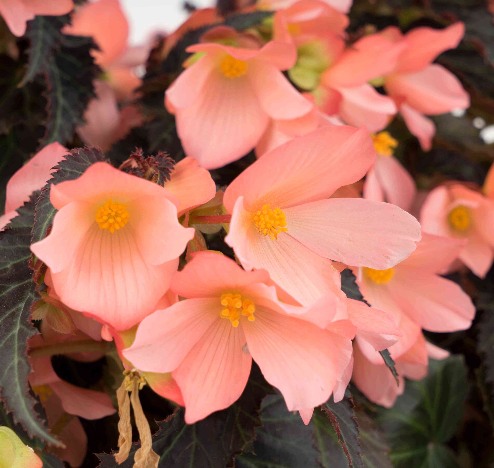 slide 2 of 4, Lowe's Pink I'Conia Upright Salmon Begonia in 6 -Pack Tray 6 -Pack, 1 ct