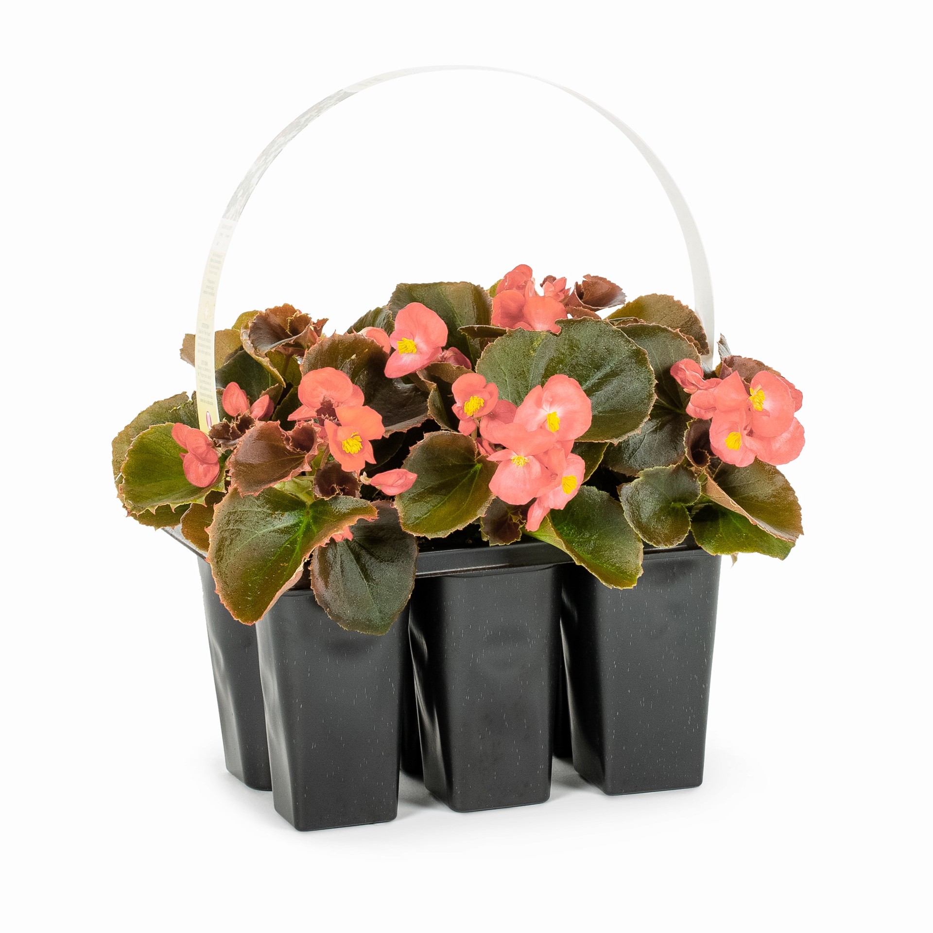 slide 1 of 4, Lowe's Pink I'Conia Upright Salmon Begonia in 6 -Pack Tray 6 -Pack, 1 ct