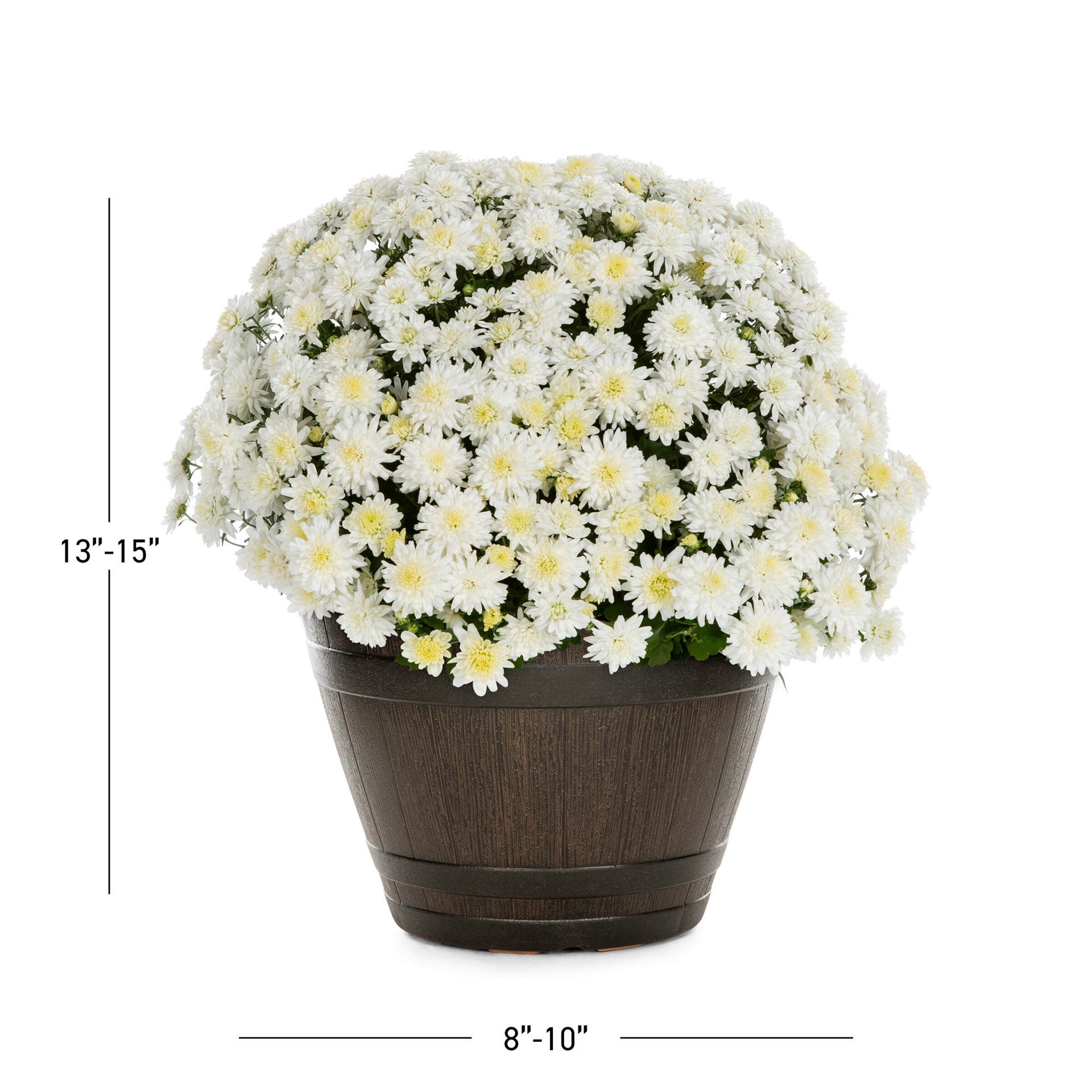 slide 2 of 4, Lowe's White Mum in 1.15 Inch(es) Planter 1 -Pack, 1 ct