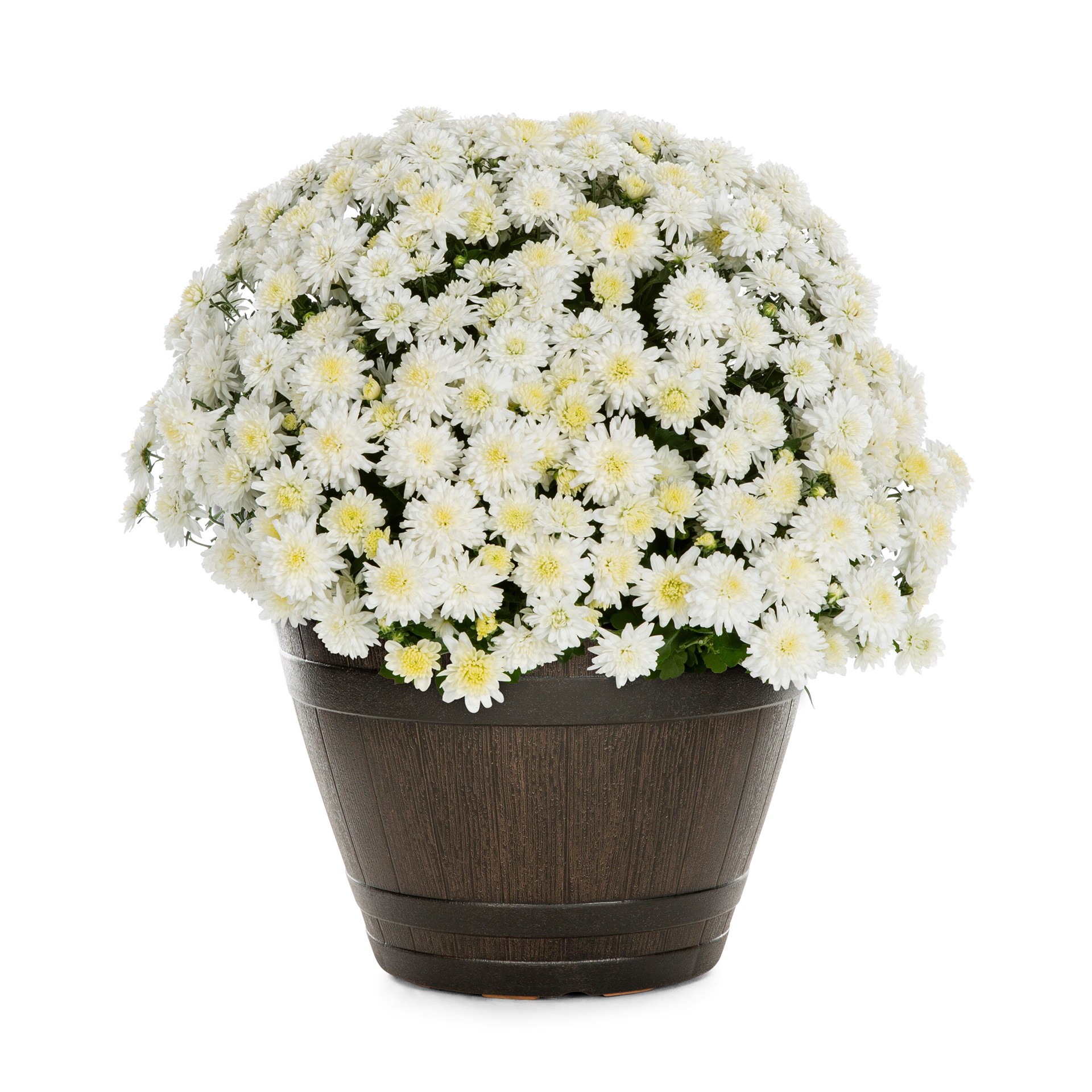 slide 1 of 4, Lowe's White Mum in 1.15 Inch(es) Planter 1 -Pack, 1 ct