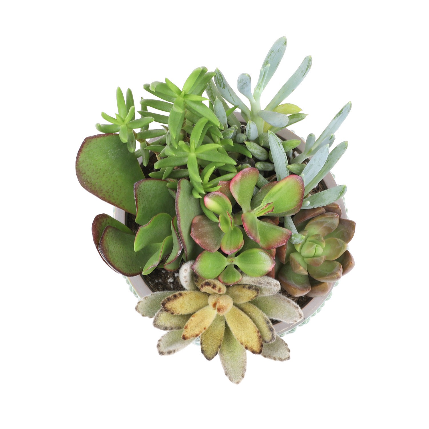 slide 1 of 1, Lowe's 1.00-Qt Succulent Gdn Mod Oval Cr, 1 ct