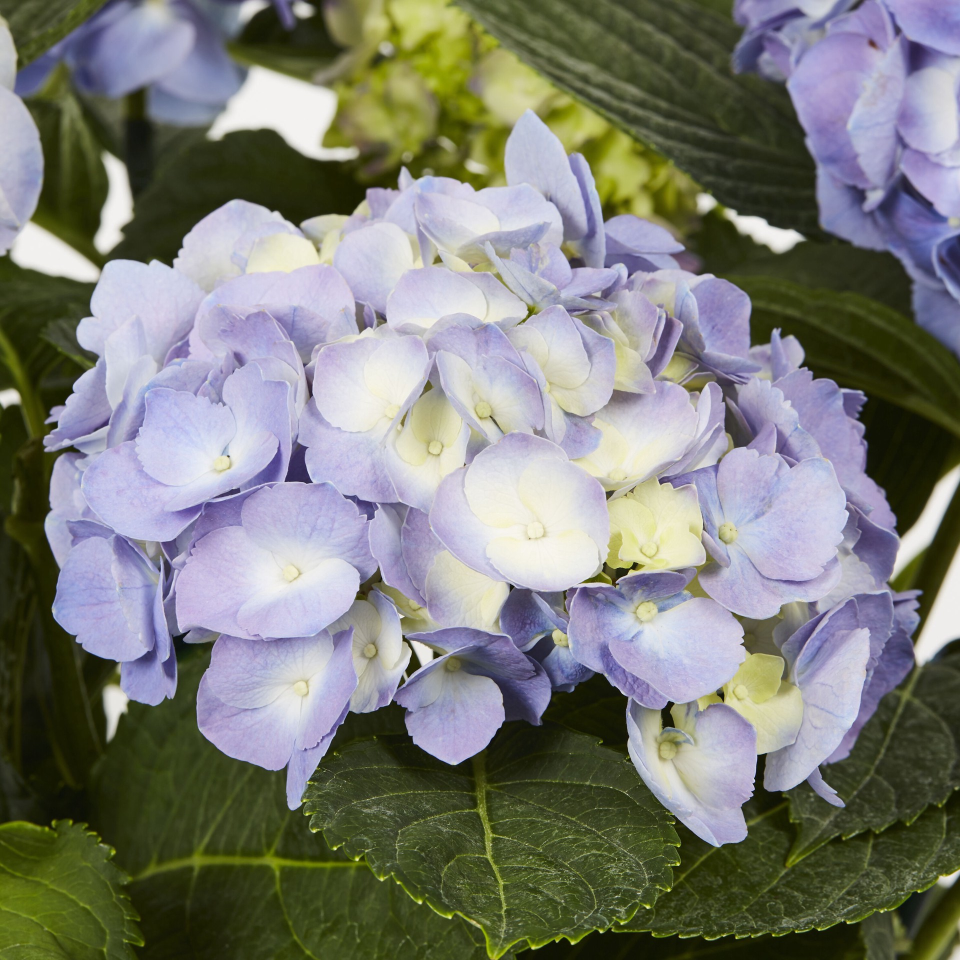 slide 2 of 5, Lowe's Hydrangea Accent Shrub in 1.5 -Gallon Pot with Multicolor Blooms, 1 ct