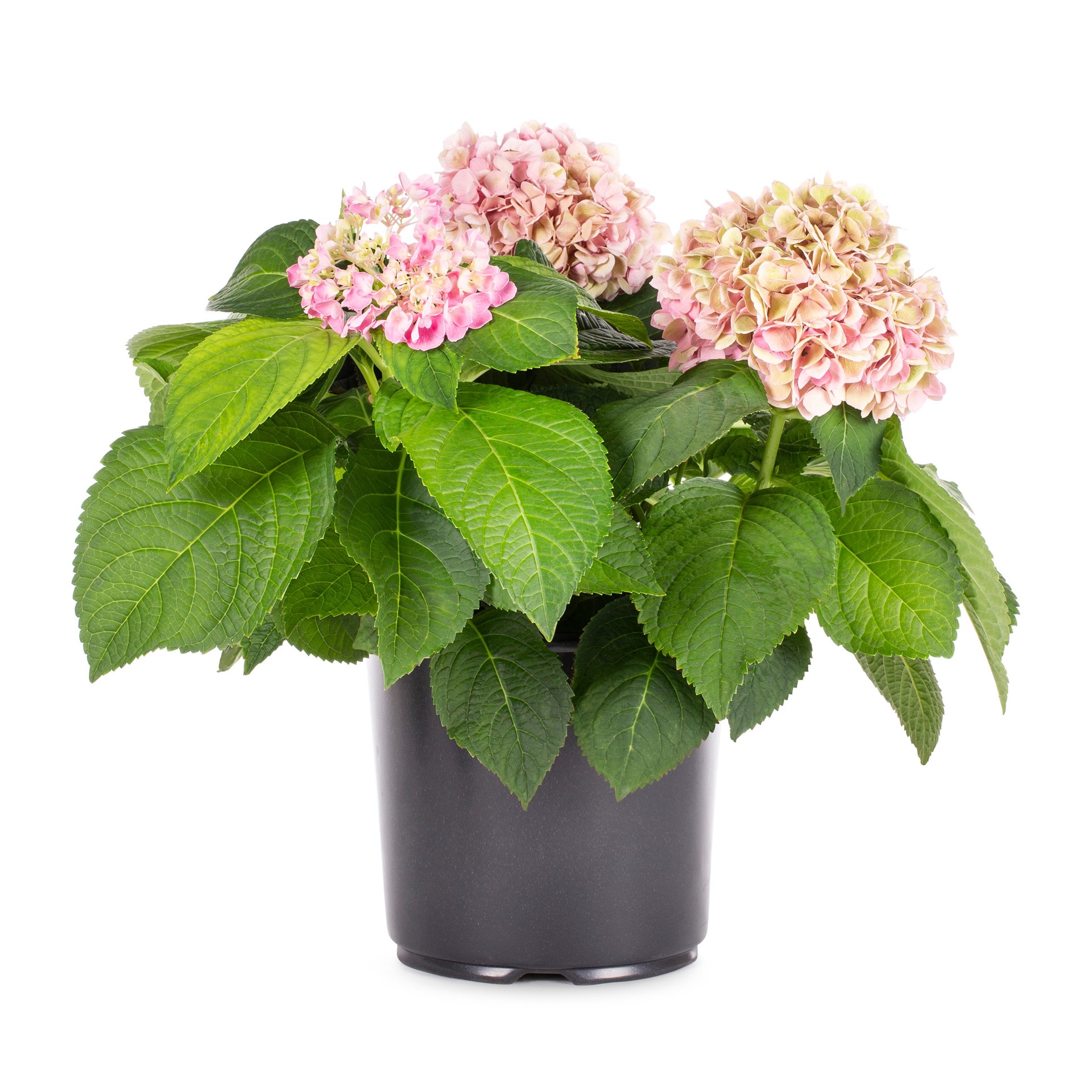 slide 3 of 5, Lowe's Hydrangea Accent Shrub in 1.5 -Gallon Pot with Multicolor Blooms, 1 ct