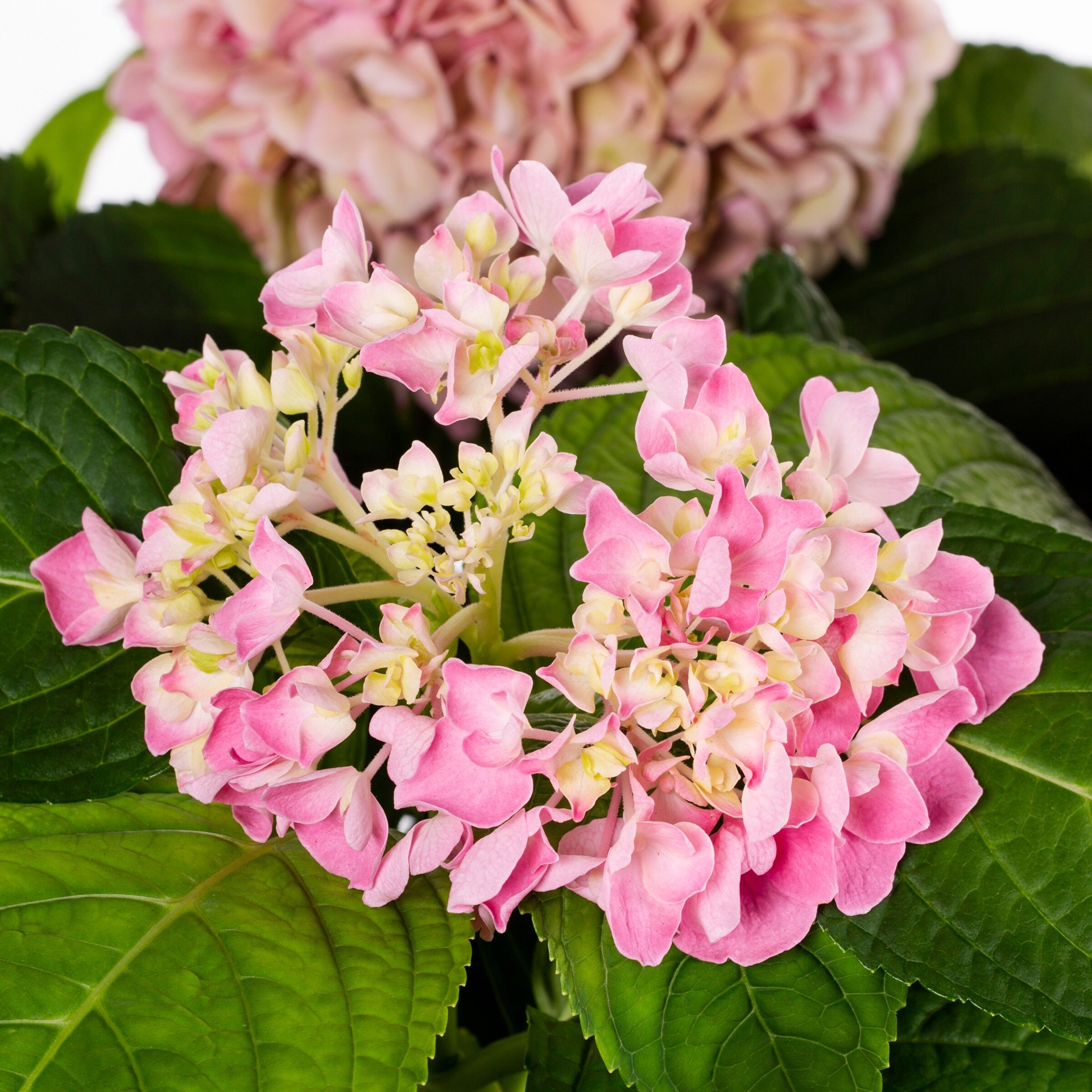 slide 4 of 5, Lowe's Hydrangea Accent Shrub in 1.5 -Gallon Pot with Multicolor Blooms, 1 ct