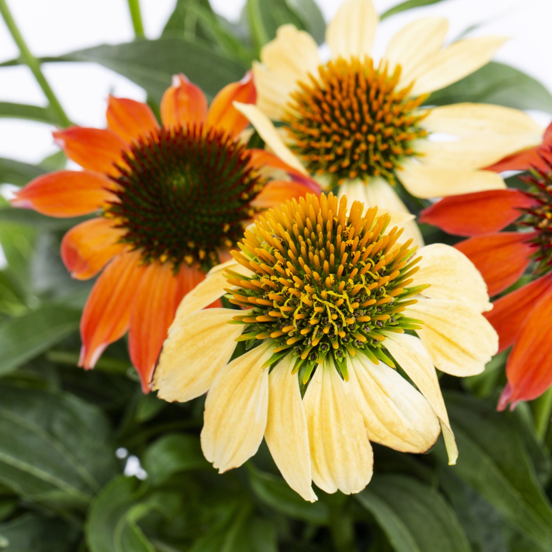 slide 2 of 4, Lowe's Multicolor Sombrero Poco Hot Coral Coneflower Plant in 2.5 -Quart Pot 1 -Pack, 1 ct