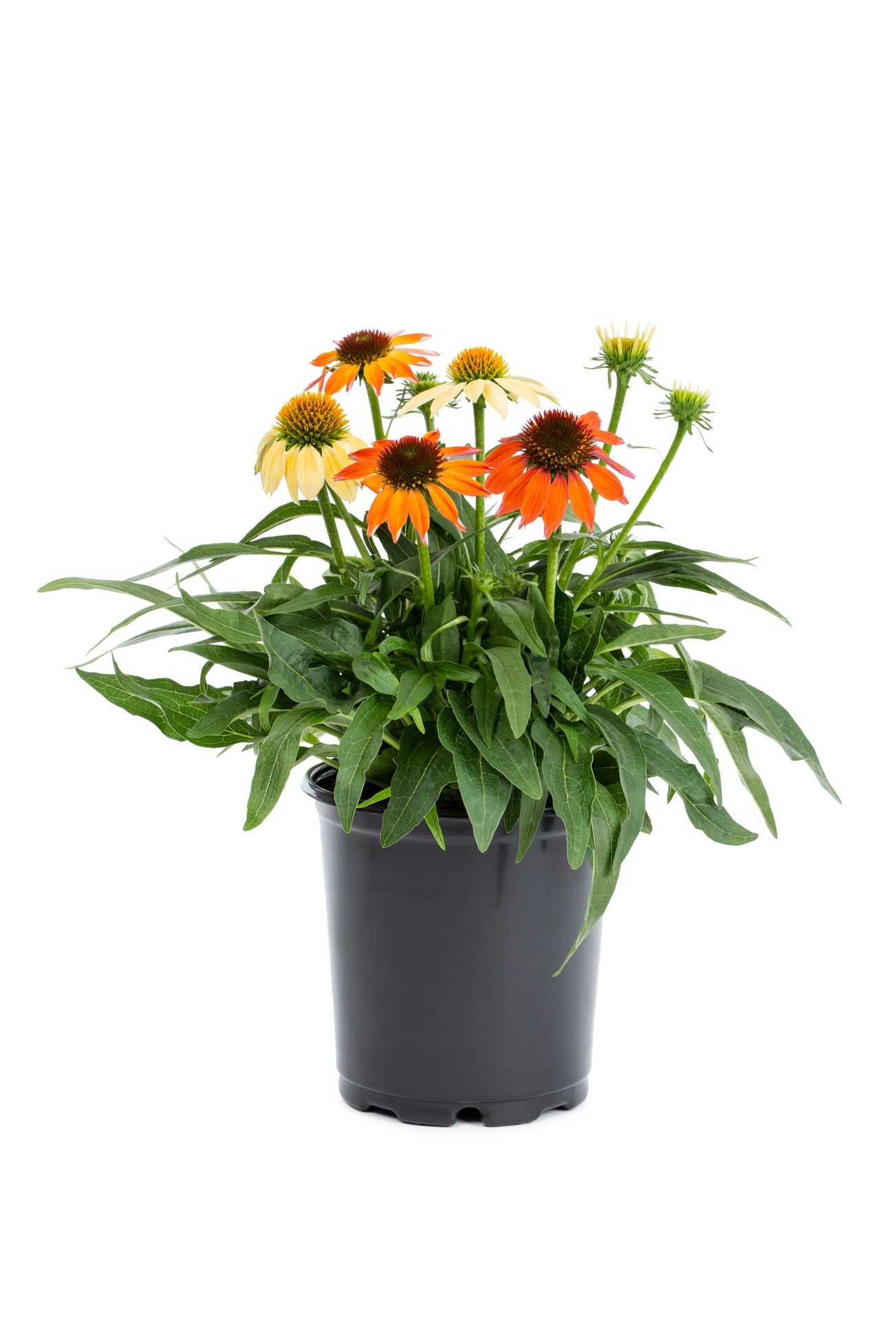slide 1 of 4, Lowe's Multicolor Sombrero Poco Hot Coral Coneflower Plant in 2.5 -Quart Pot 1 -Pack, 1 ct