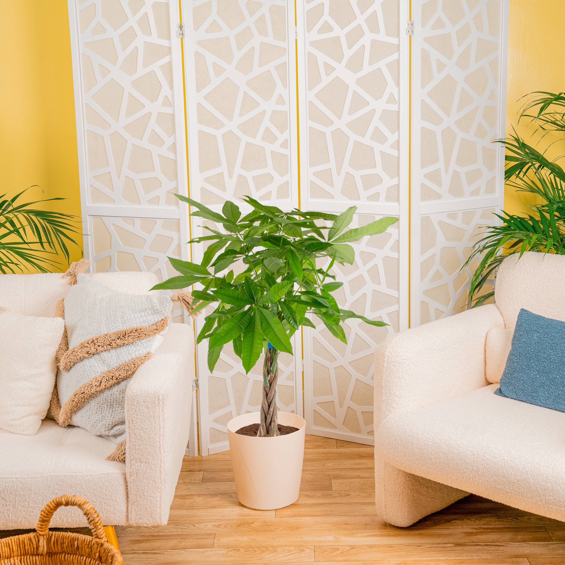 slide 4 of 6, Lowe's Money Tree House plant in 1.72 Gallon(s) Planter 1 -Pack, 1 ct