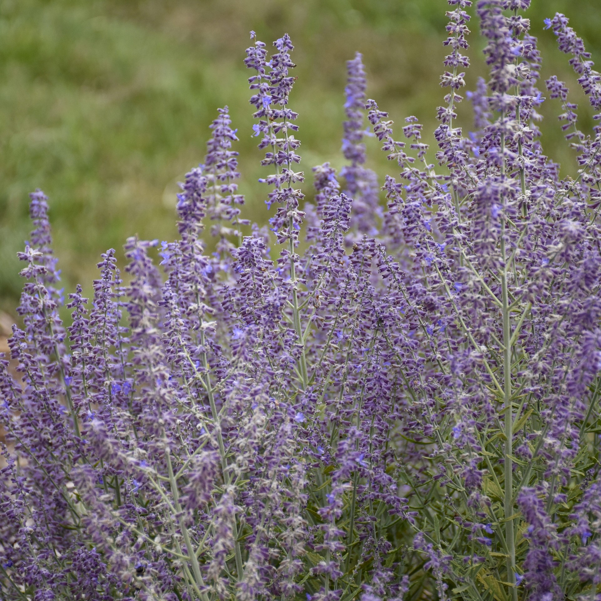slide 2 of 4, Lowe's Purple Russian Sage Plant in 2 -Quart Pot 1 -Pack, 1 ct