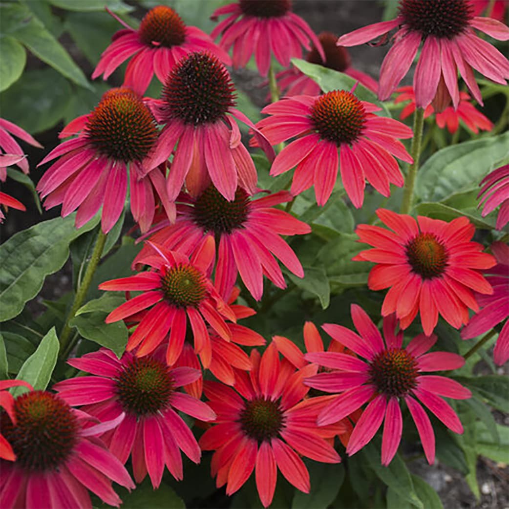 slide 2 of 4, Lowe's Red Firefinch Coneflower Plant in 1 -Gallon Pot 1 -Pack, 1 ct