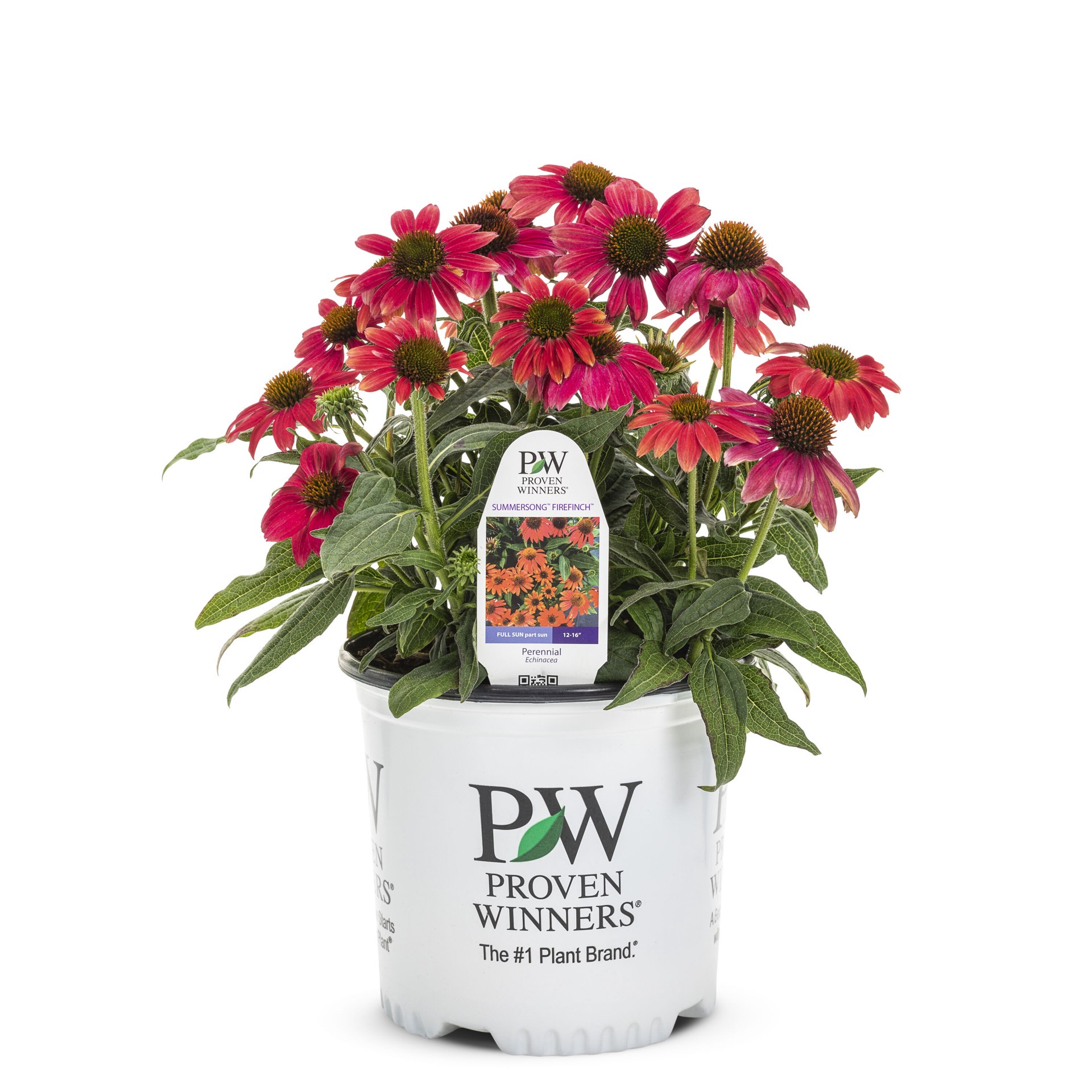 slide 1 of 4, Lowe's Red Firefinch Coneflower Plant in 1 -Gallon Pot 1 -Pack, 1 ct