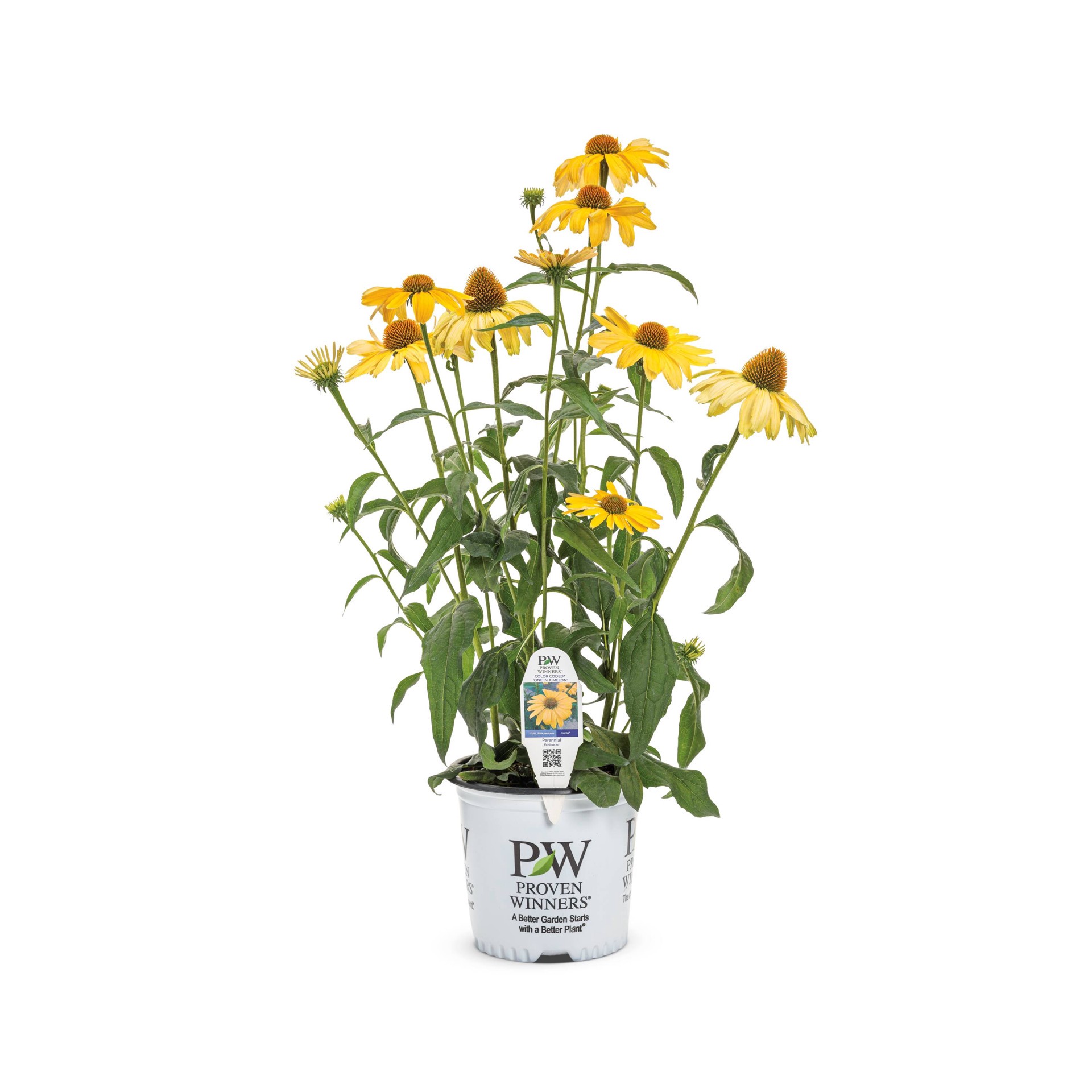 slide 1 of 4, Lowe's Yellow One In A Melon Coneflower Plant in 1 -Gallon Pot 1 -Pack, 1 ct
