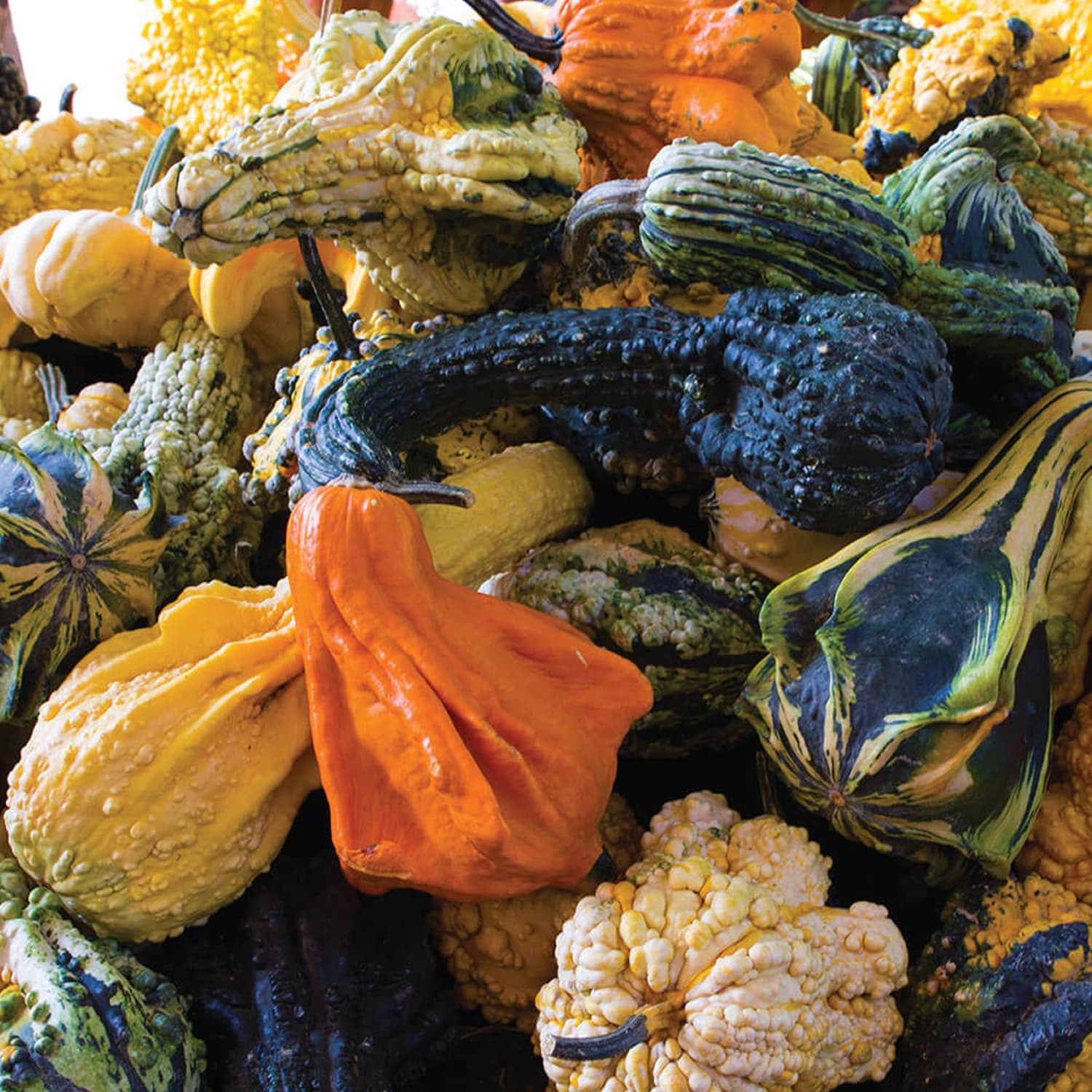 slide 1 of 1, 0 Assorted Loose Gourds, 1 ct