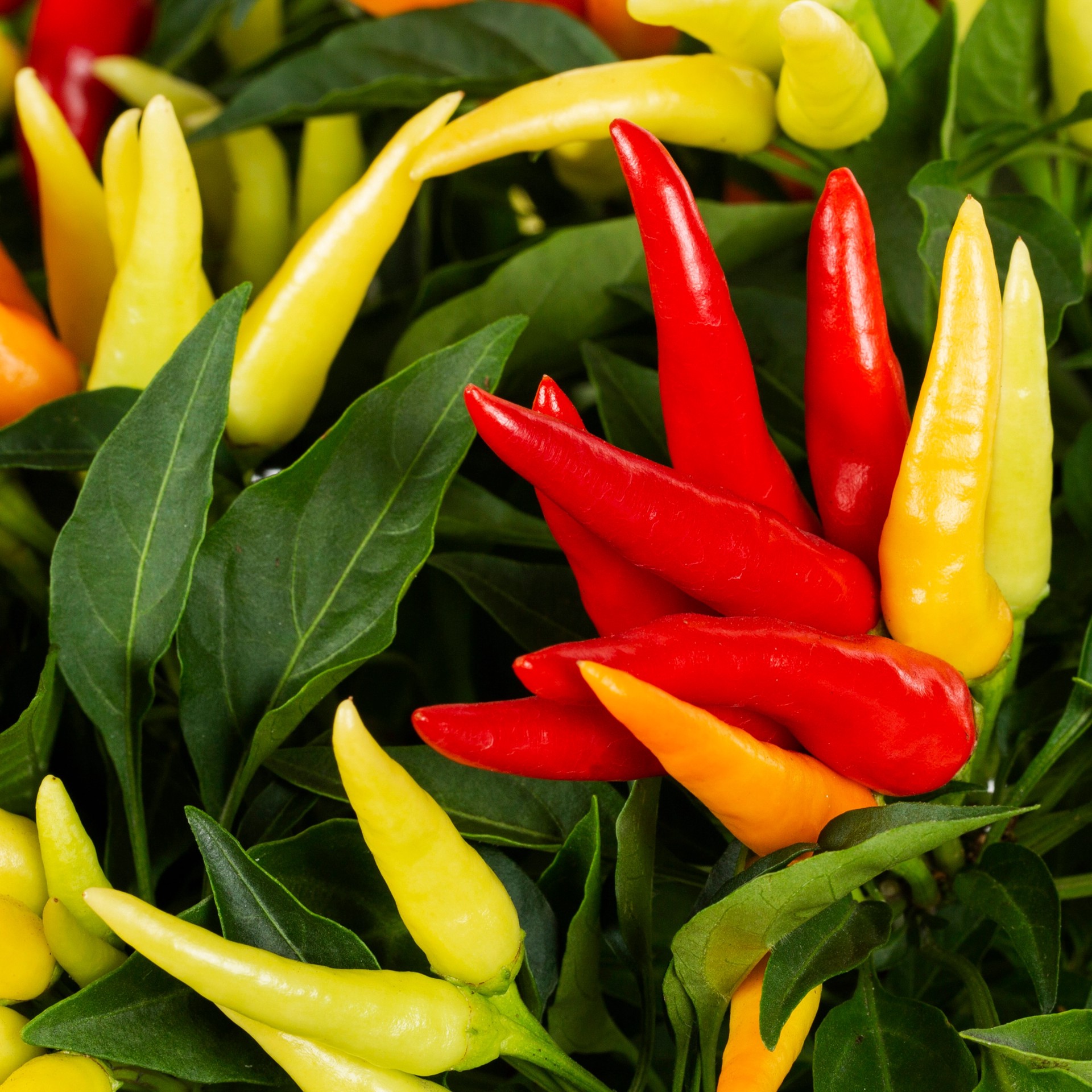 slide 2 of 4, Lowe's Multicolor Ornamental Pepper in 2.5 Quart(s) Pot 1 -Pack, 1 ct