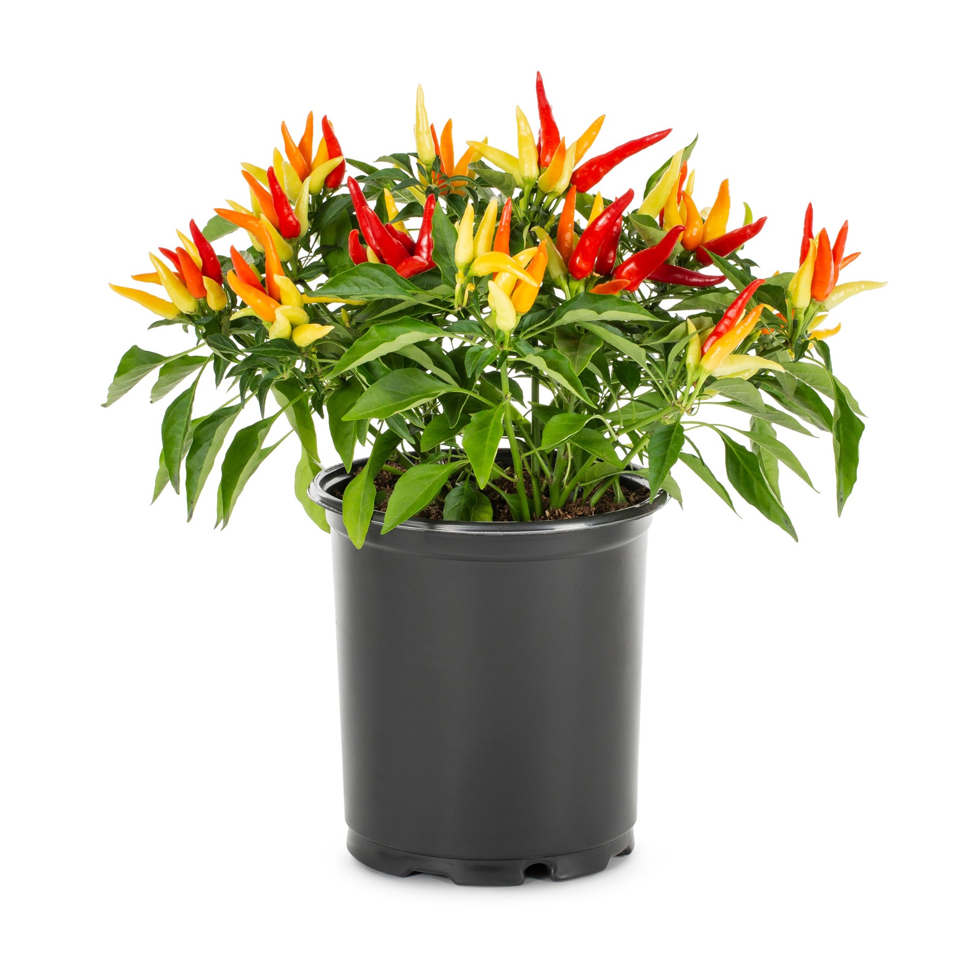slide 1 of 4, Lowe's Multicolor Ornamental Pepper in 2.5 Quart(s) Pot 1 -Pack, 1 ct