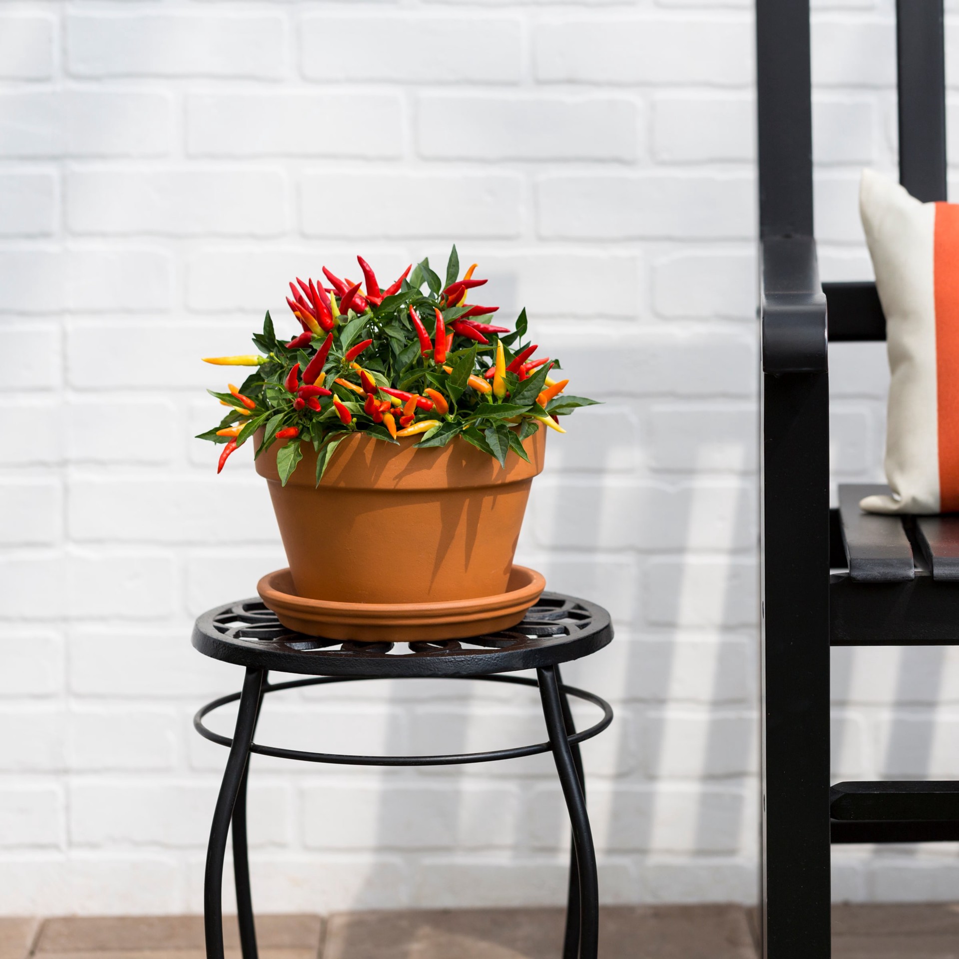 slide 3 of 4, Lowe's Multicolor Ornamental Pepper in 2.5 Quart(s) Pot 1 -Pack, 1 ct