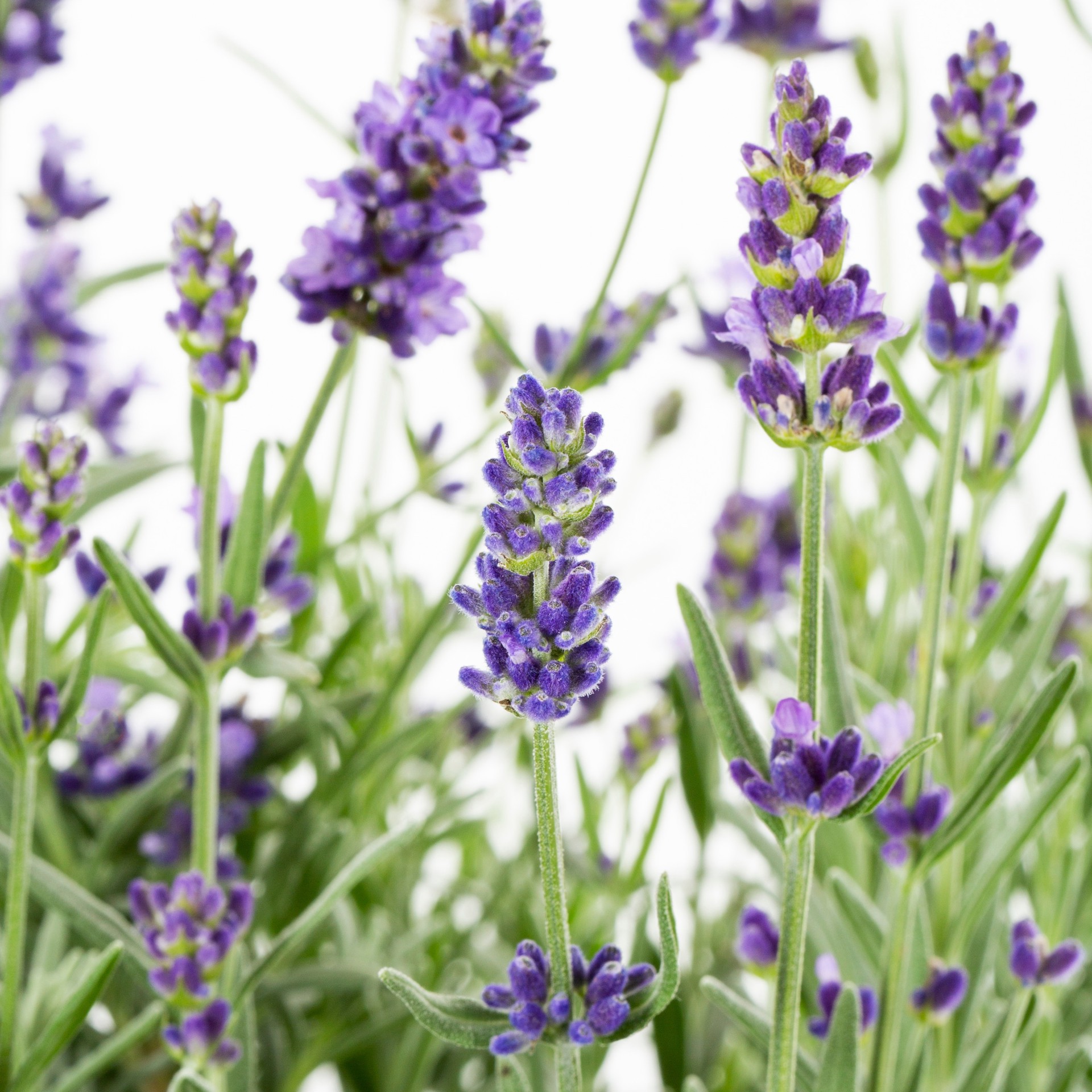 slide 2 of 4, Lowe's Lavender Flowering Shrub in 1.5 -Gallon Pot 1 -Pack with Purple Blooms, 1 ct