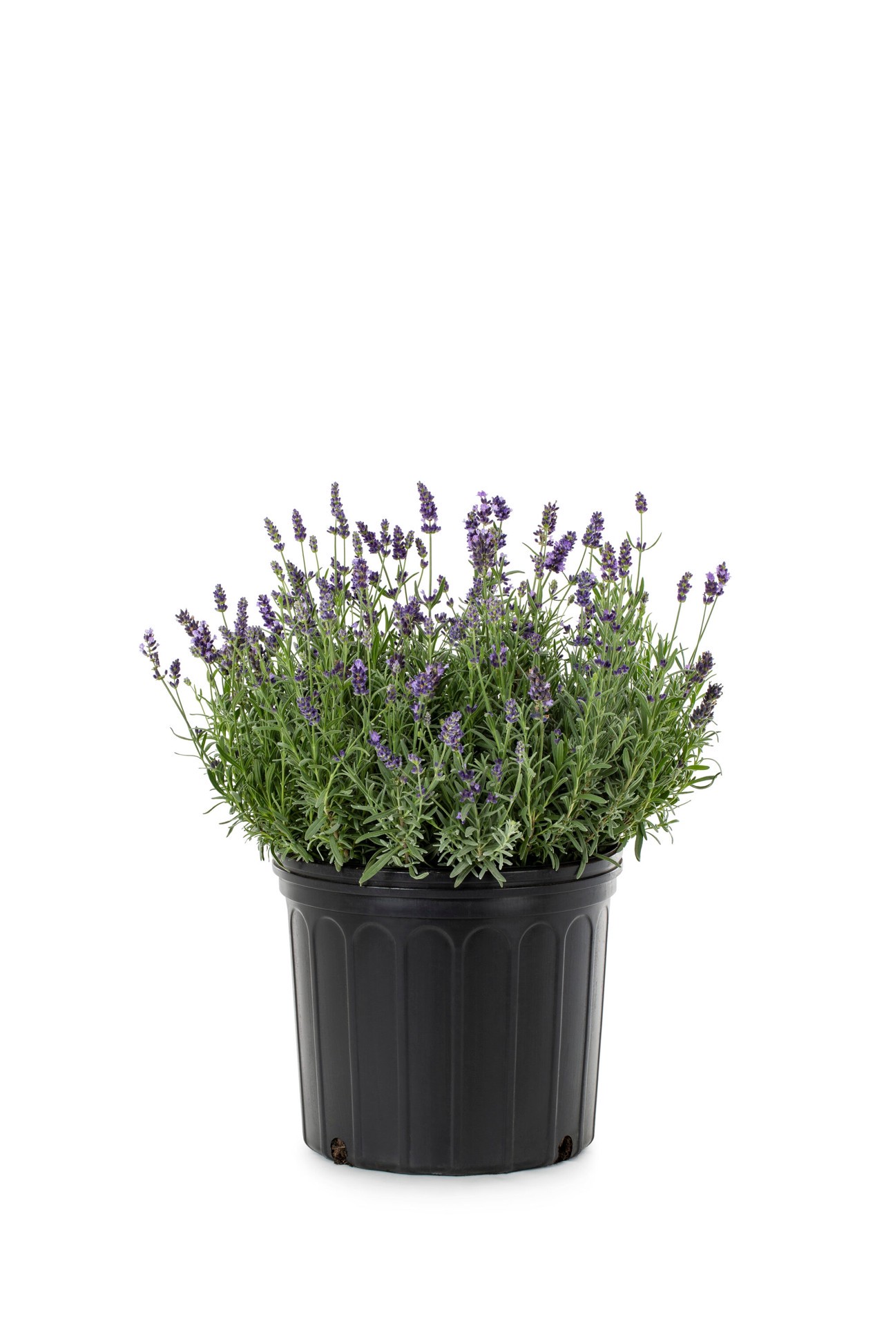 slide 1 of 4, Lowe's Lavender Flowering Shrub in 1.5 -Gallon Pot 1 -Pack with Purple Blooms, 1 ct