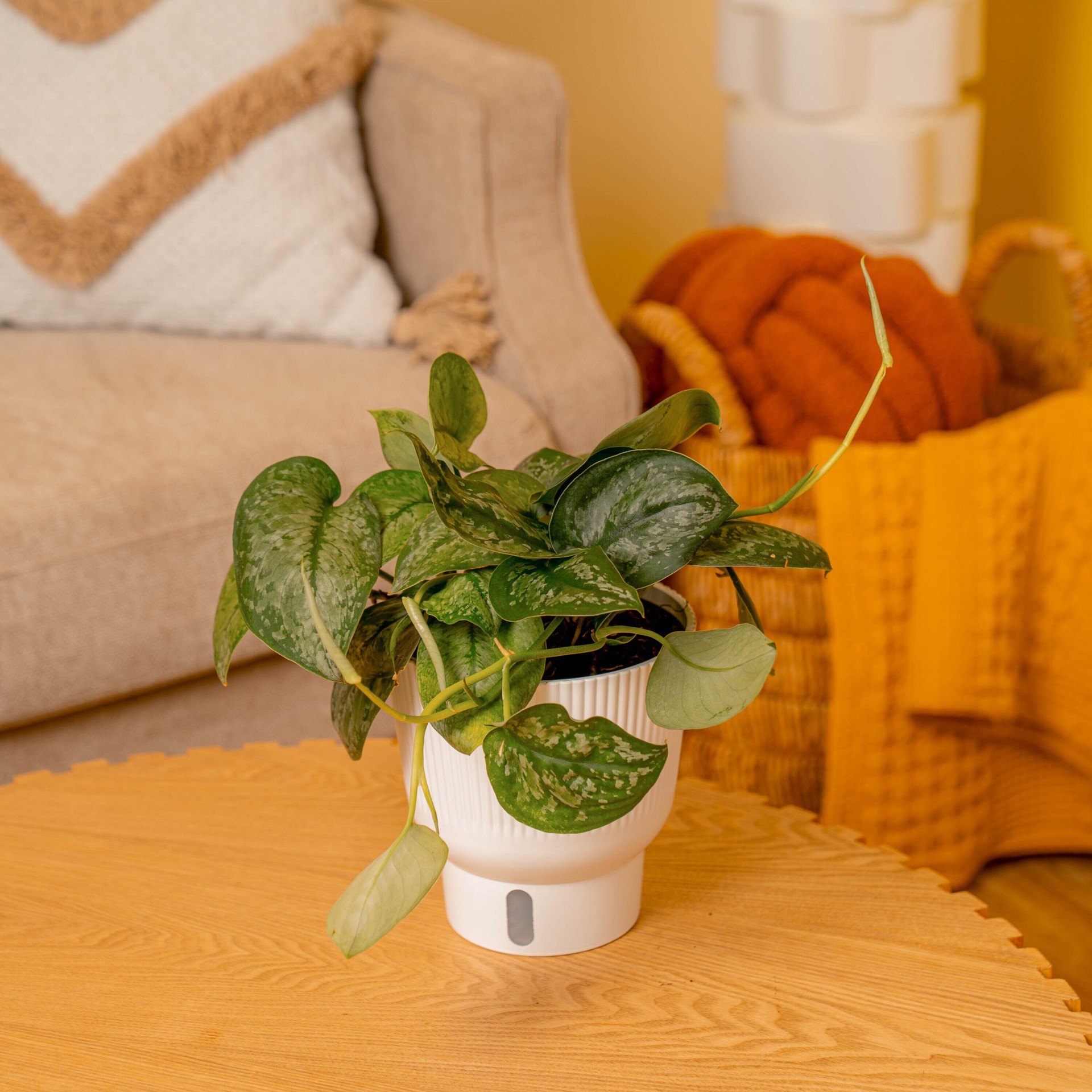 slide 3 of 6, Costa Farms Trending Tropicals Scindapsus House plant in 1.4 Quart(s) Self-watering pot 1 -Pack, 1 ct