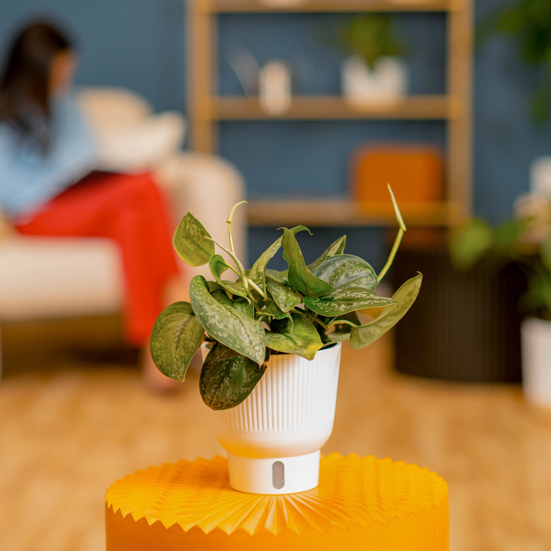 slide 4 of 6, Costa Farms Trending Tropicals Scindapsus House plant in 1.4 Quart(s) Self-watering pot 1 -Pack, 1 ct